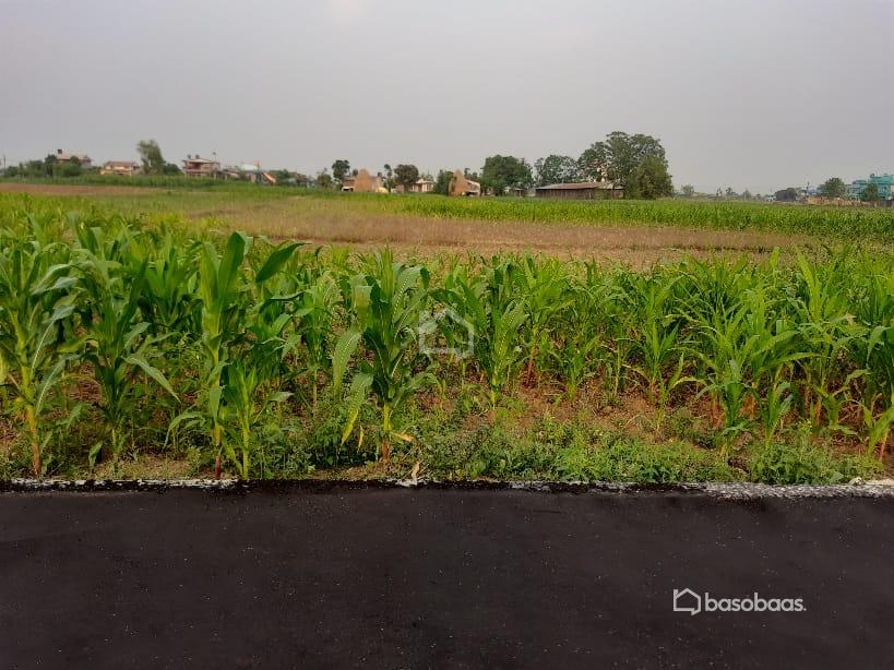 Residental Land : Land for Sale in Bharatpur, Chitwan Image 1