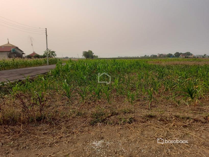 Residental Land : Land for Sale in Bharatpur, Chitwan Image 4
