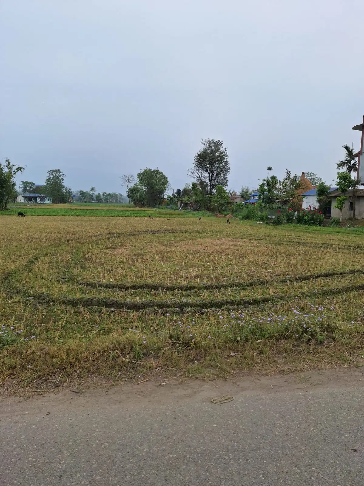 Residential/Commercial Land on Sell Image 5
