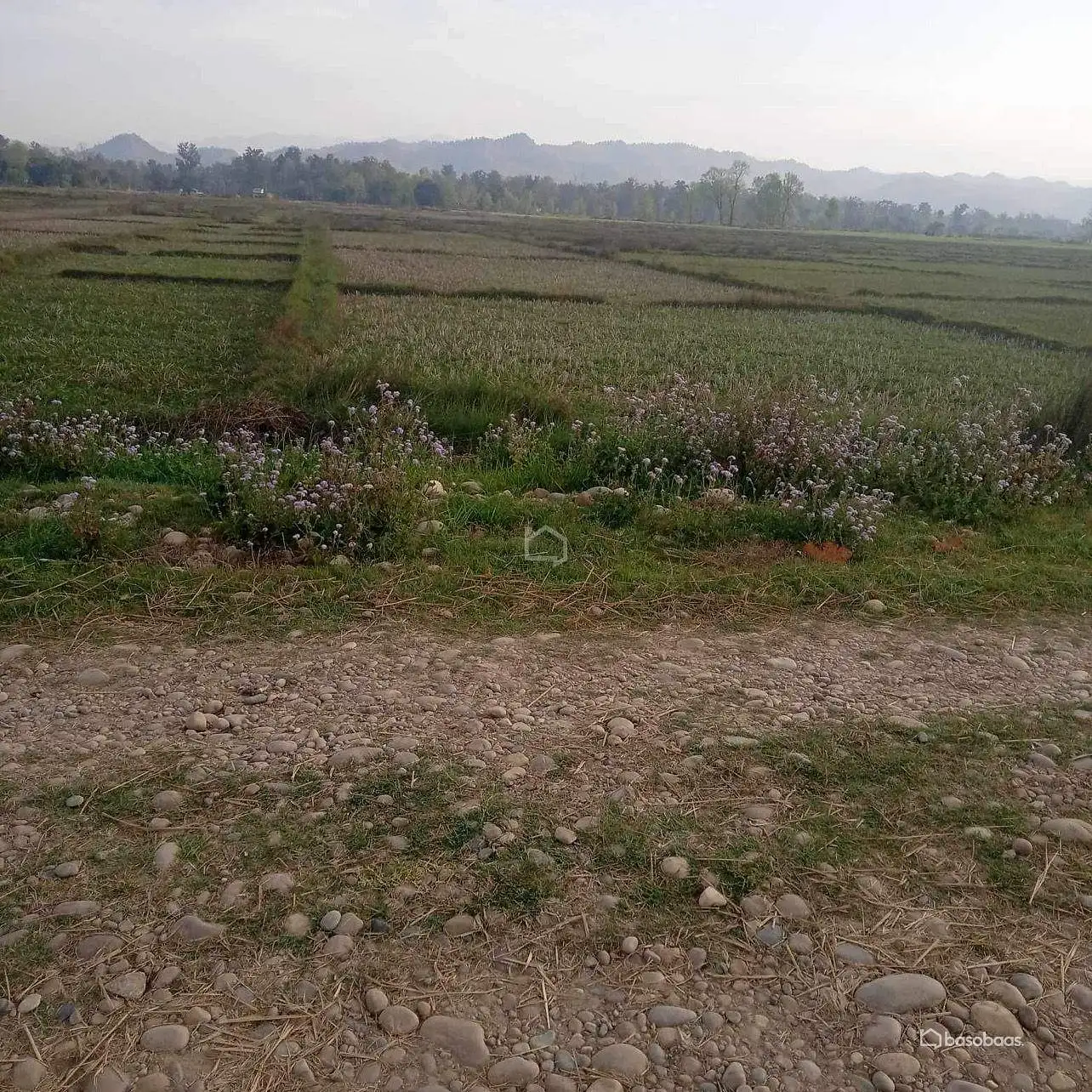Residential : Land for Sale in Thakurdwara, Bardiya Image 3