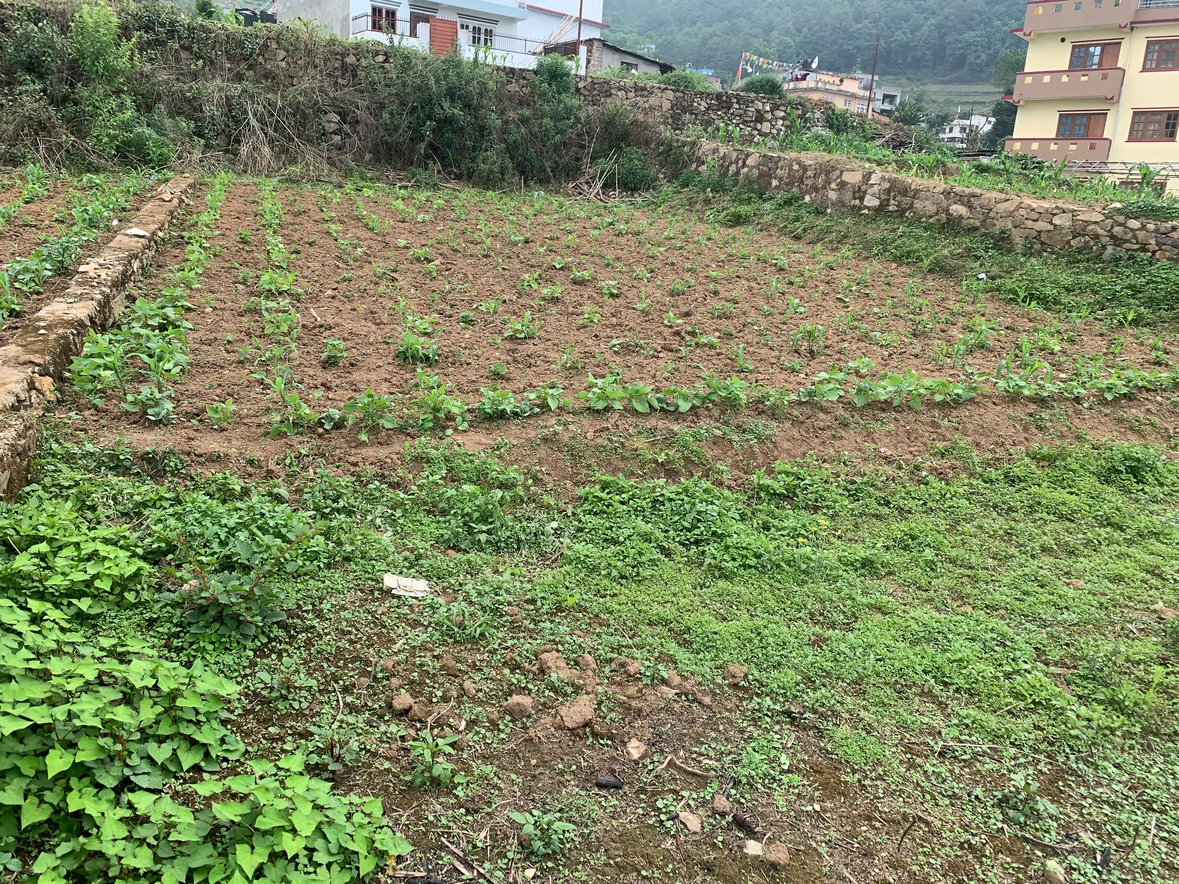 7 Aana Residential Land on sale at Matatirtha Image 3
