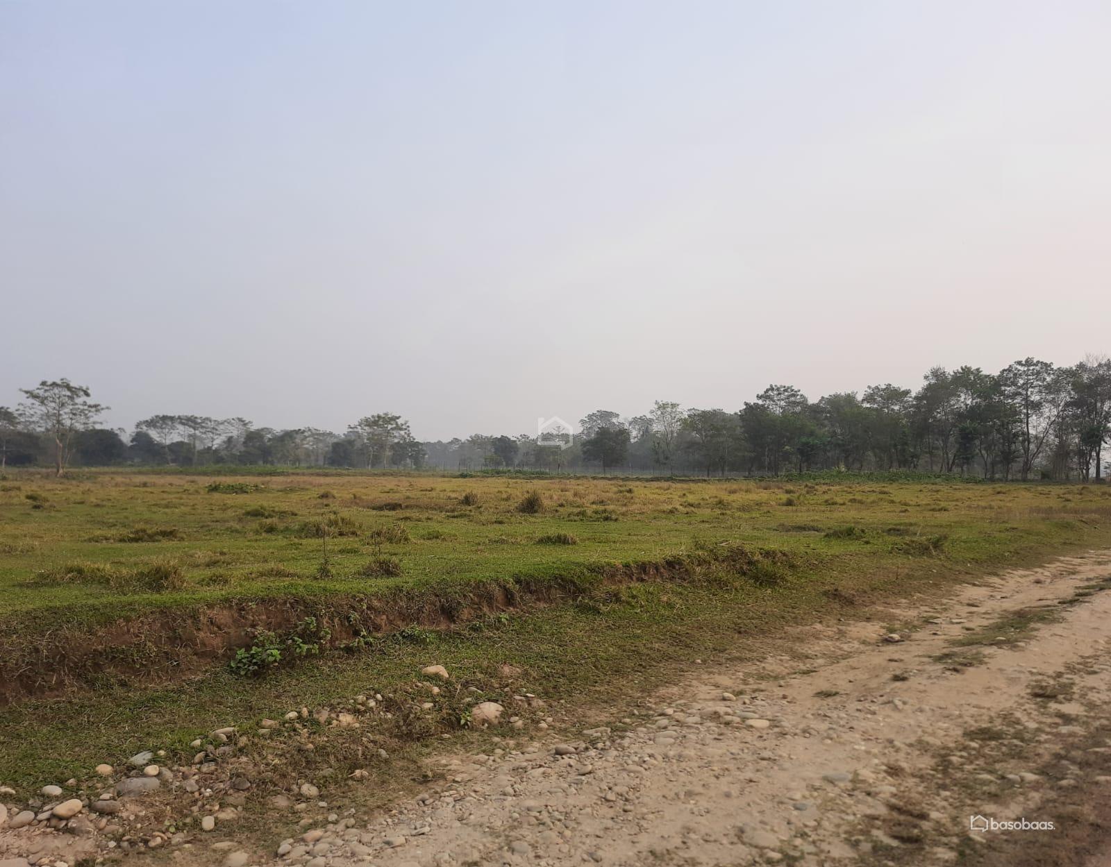 Commercial or Agriculture Land : Land for Sale in Bharatpur, Chitwan Image 1