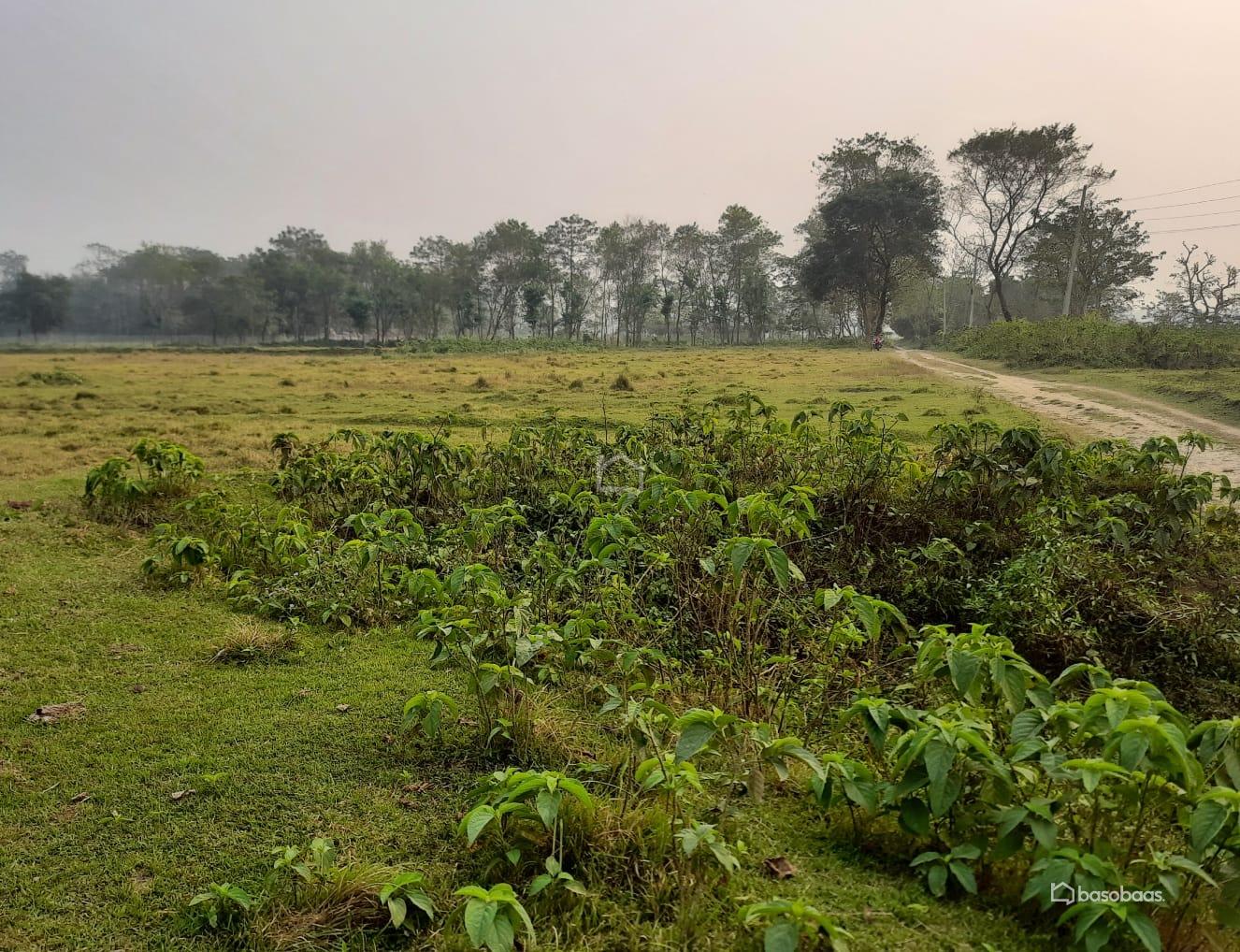 Commercial or Agriculture Land : Land for Sale in Bharatpur, Chitwan Image 2