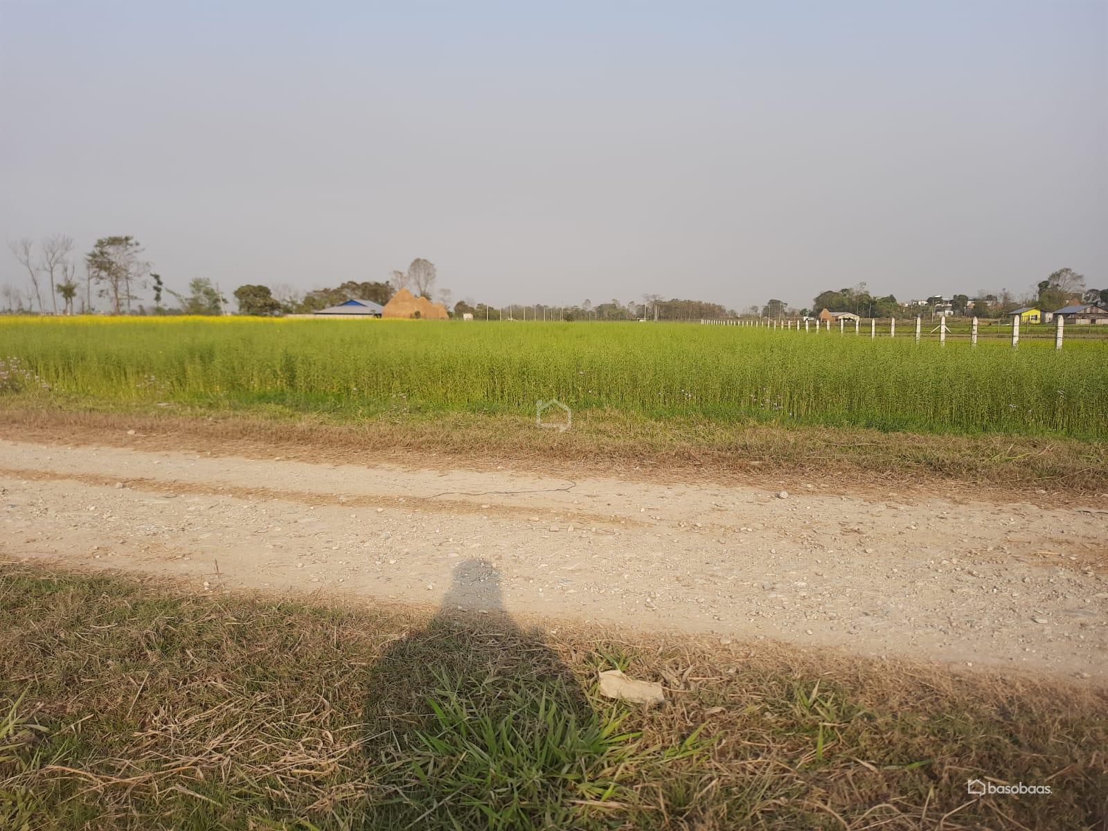 Agriculture : Land for Sale in Bharatpur, Chitwan Image 1