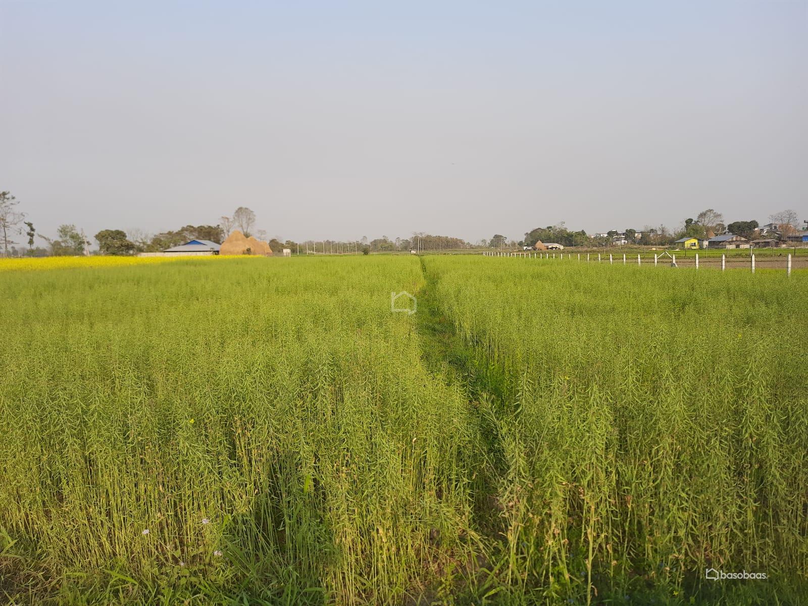 Agriculture : Land for Sale in Bharatpur, Chitwan Image 3
