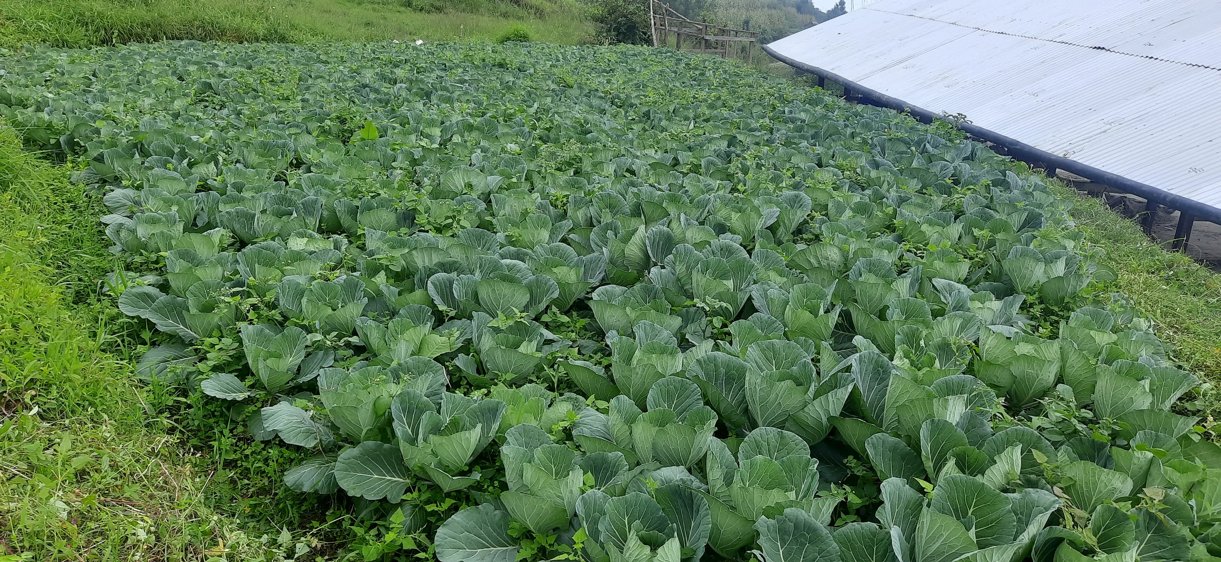 luxury farm hous banauna sakine jagga bikrima Image 5