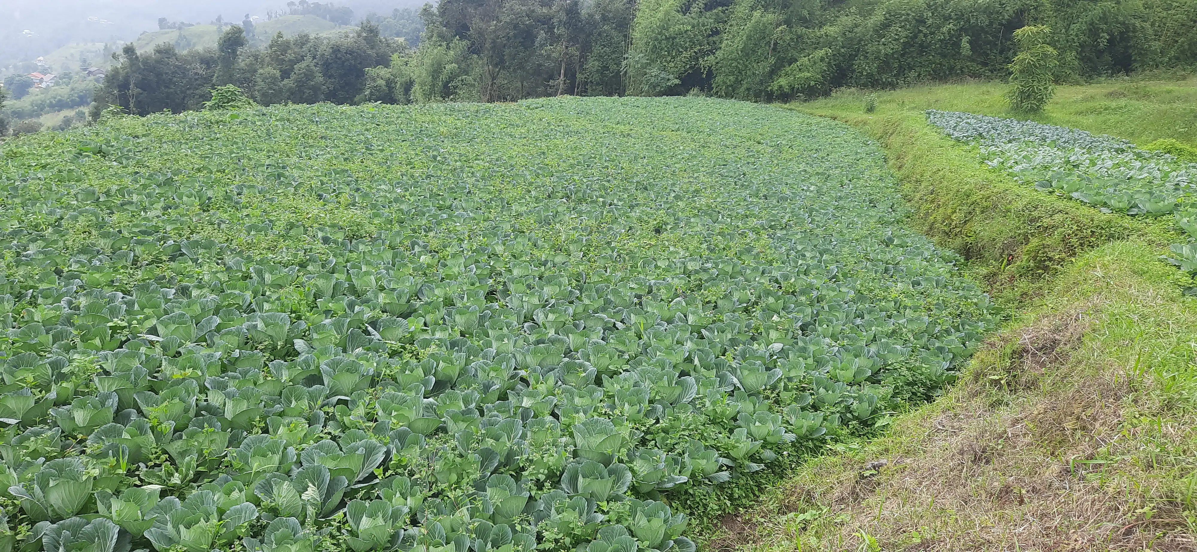 luxury farm hous banauna sakine jagga bikrima Image 1