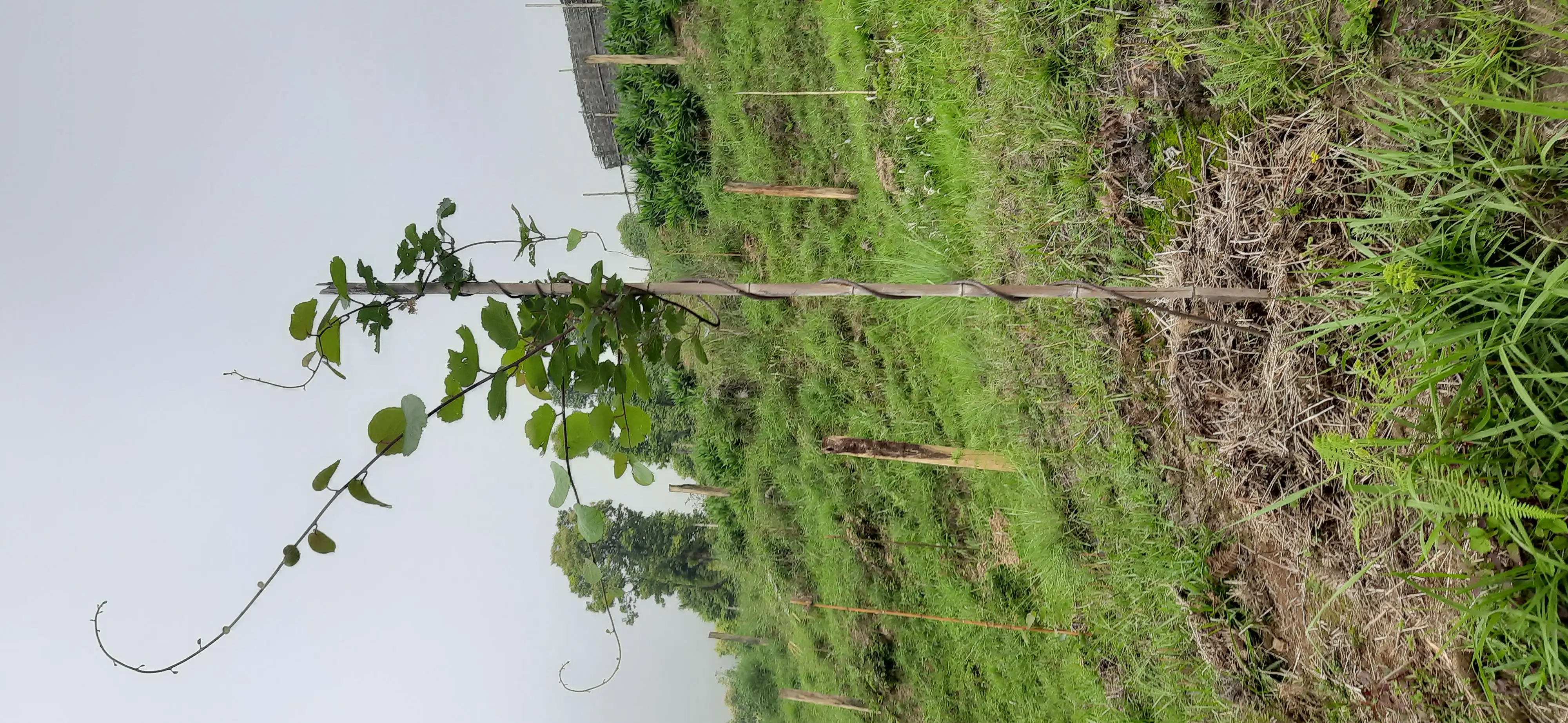 luxury farm hous banauna sakine jagga bikrima Image 2