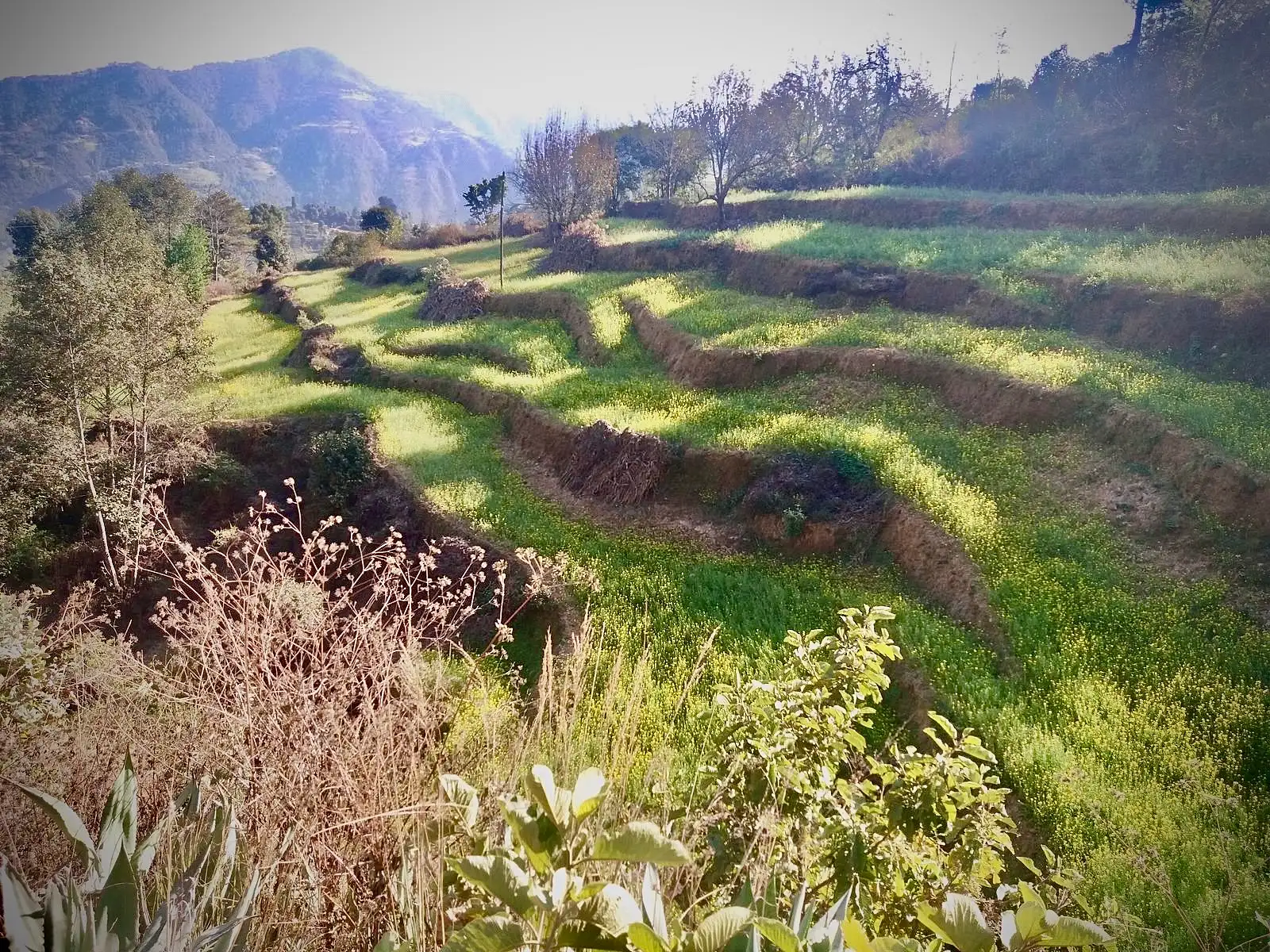 Land Sale At Dakshinkali  Image 4