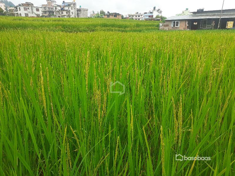 Residential Land : Land for Sale in Lubhu, Lalitpur Image 3