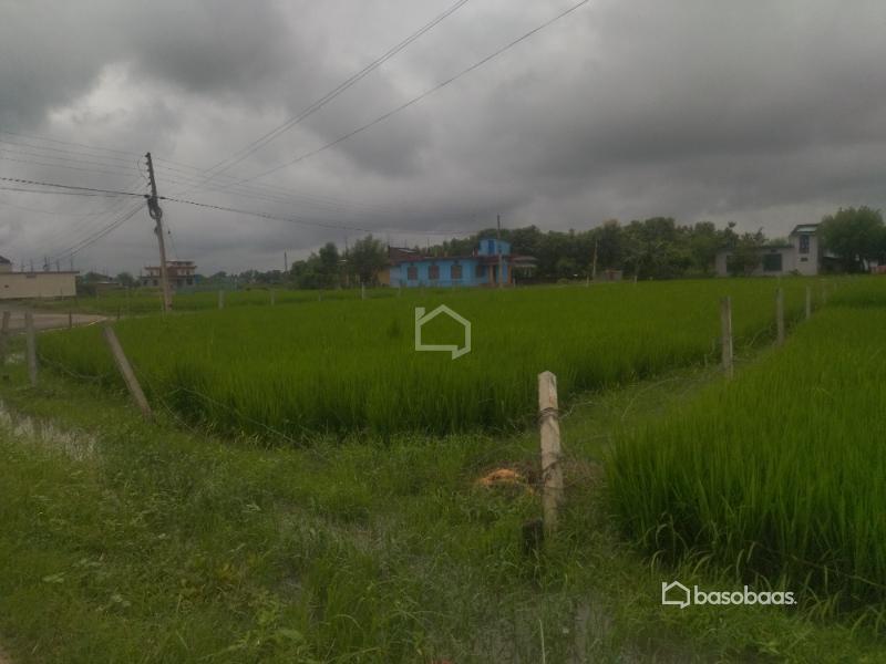 धनगढी गेटामा २ कठ्ठा आवसिय जग्गा सस्तो बिक्रिमा : Land for Sale in Dhangadhi, Kailali Image 3