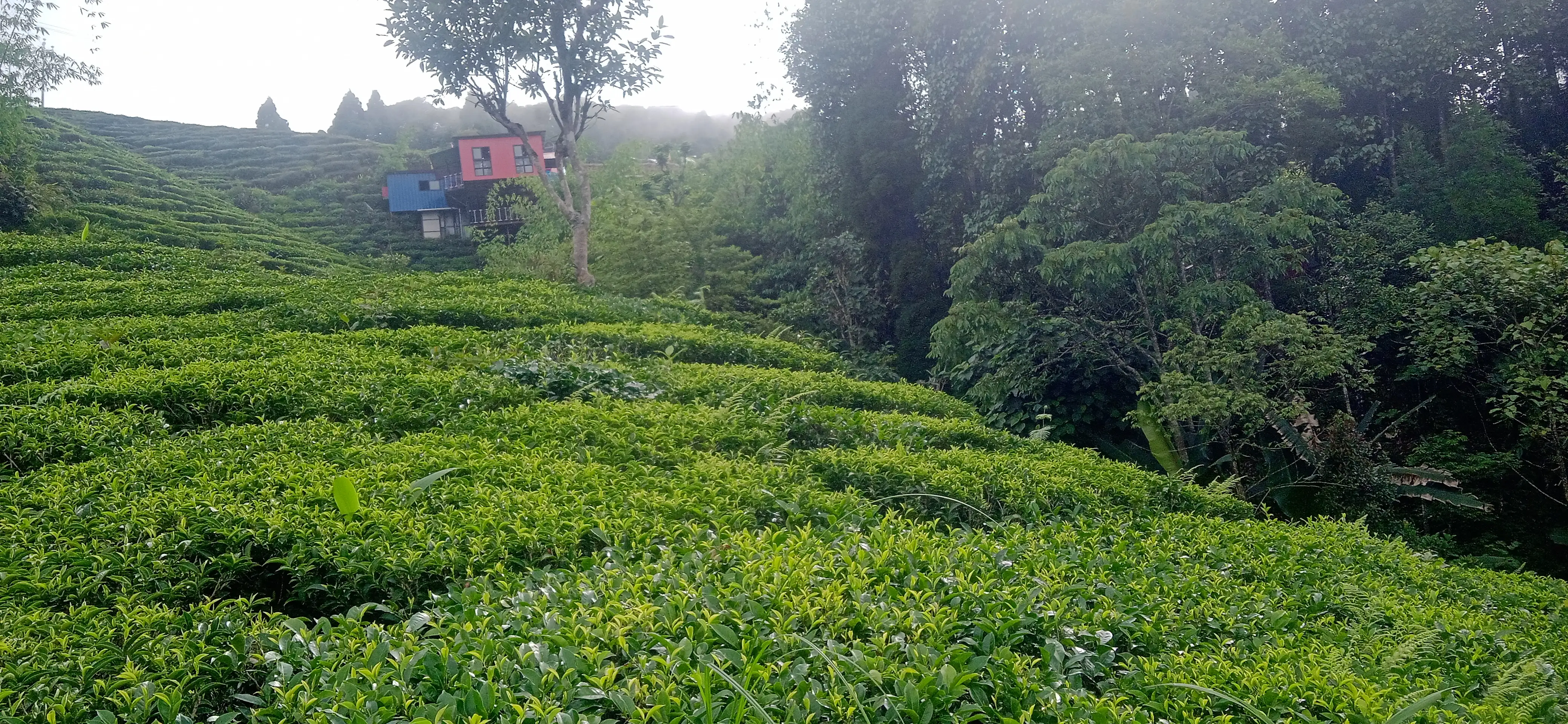 Kanyam,ilam-shree antu road land for sale in cheap rate  Image 12