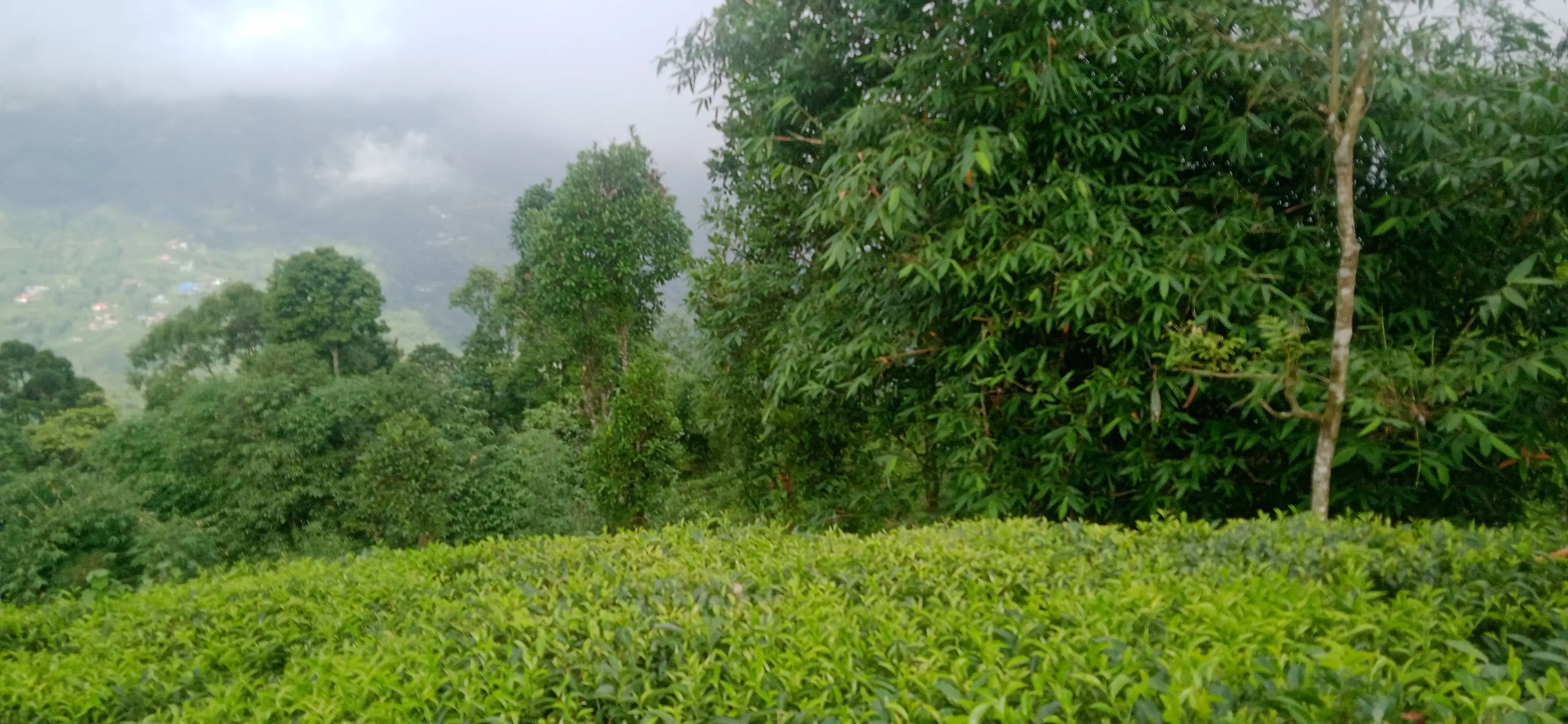 Kanyam,ilam-shree antu road land for sale in cheap rate  Image 11