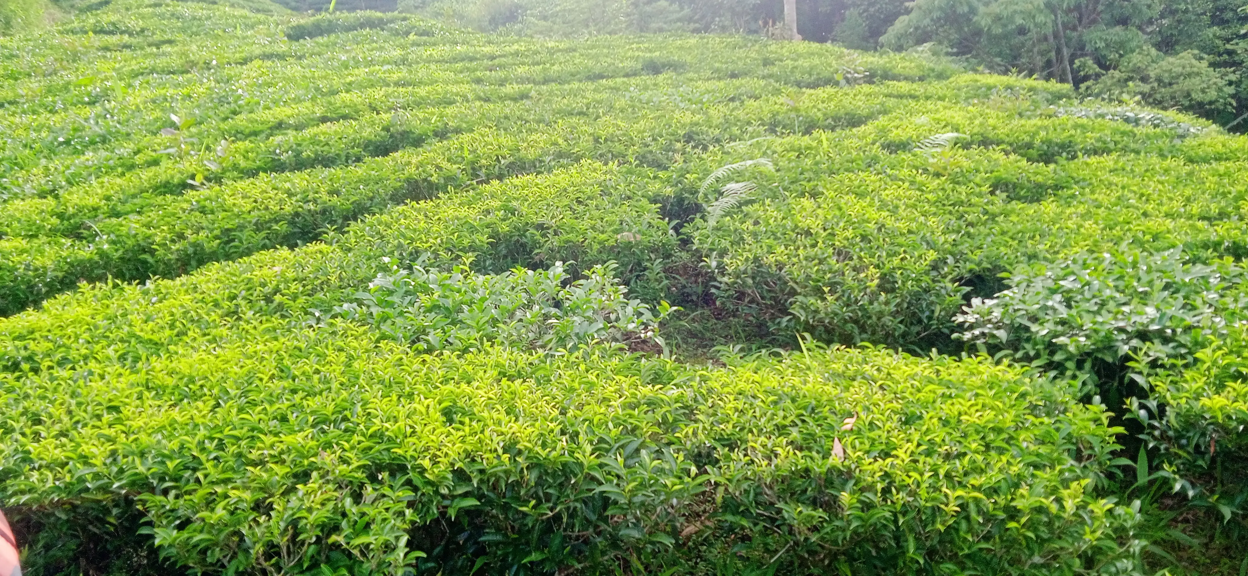 Kanyam,ilam-shree antu road land for sale in cheap rate  Image 10