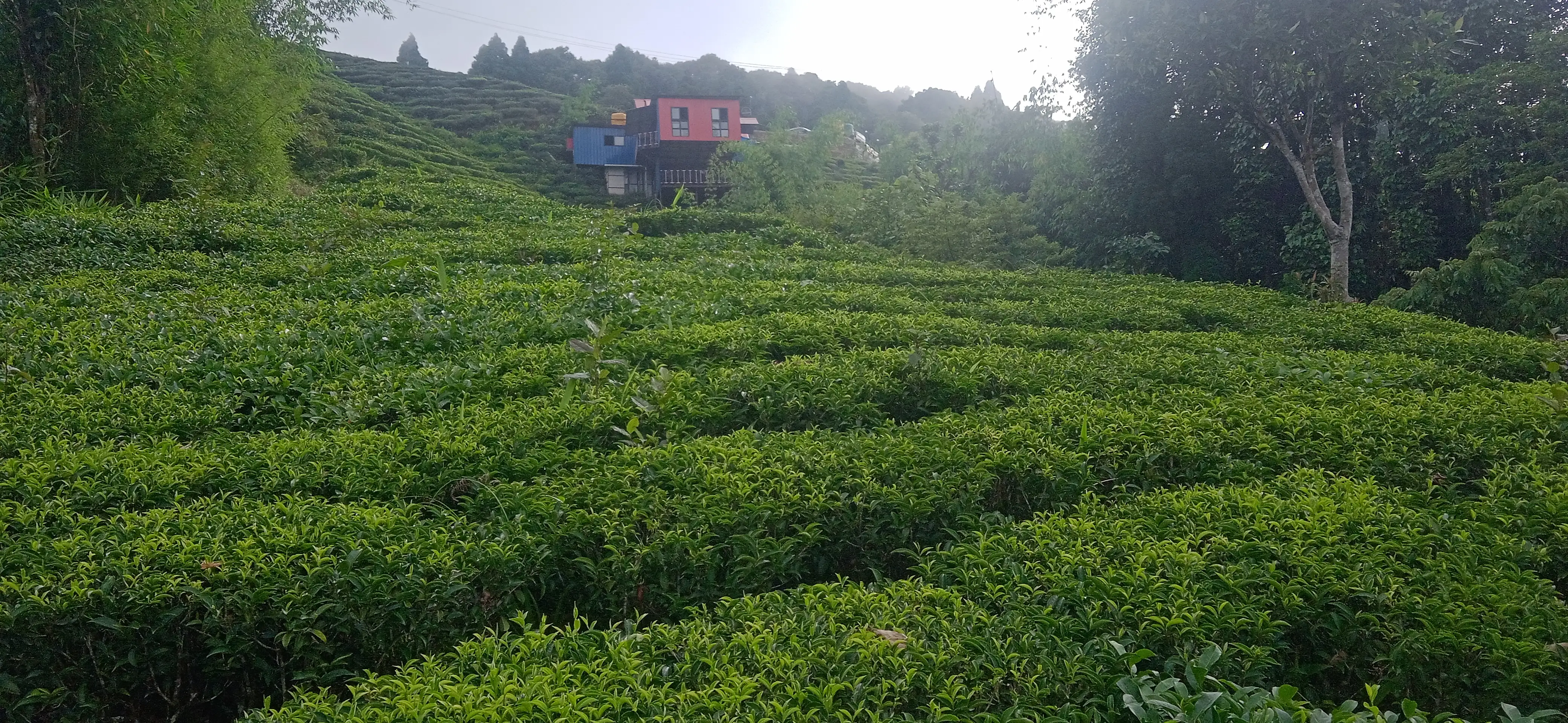 Kanyam,ilam-shree antu road land for sale in cheap rate  Image 9