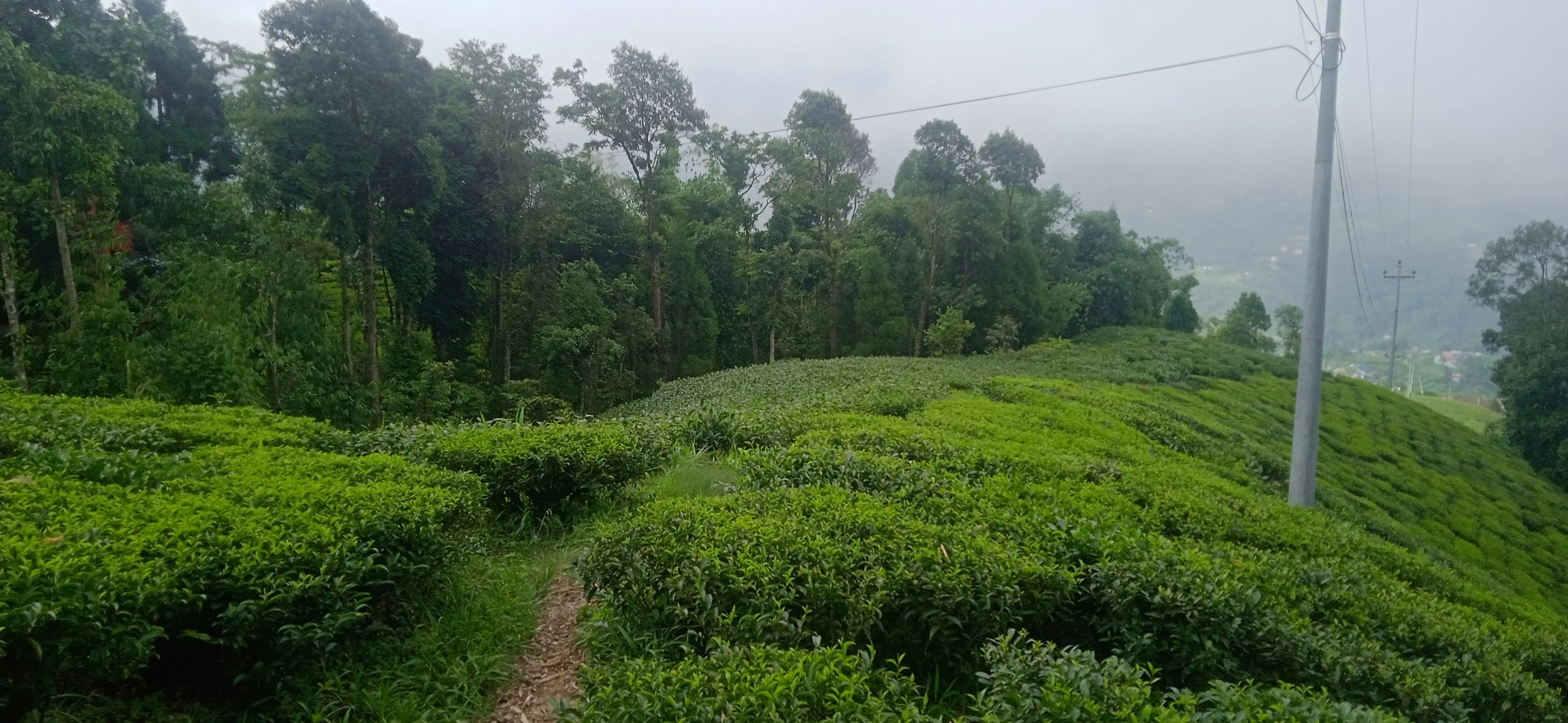 Kanyam,ilam-shree antu road land for sale in cheap rate  Image 8