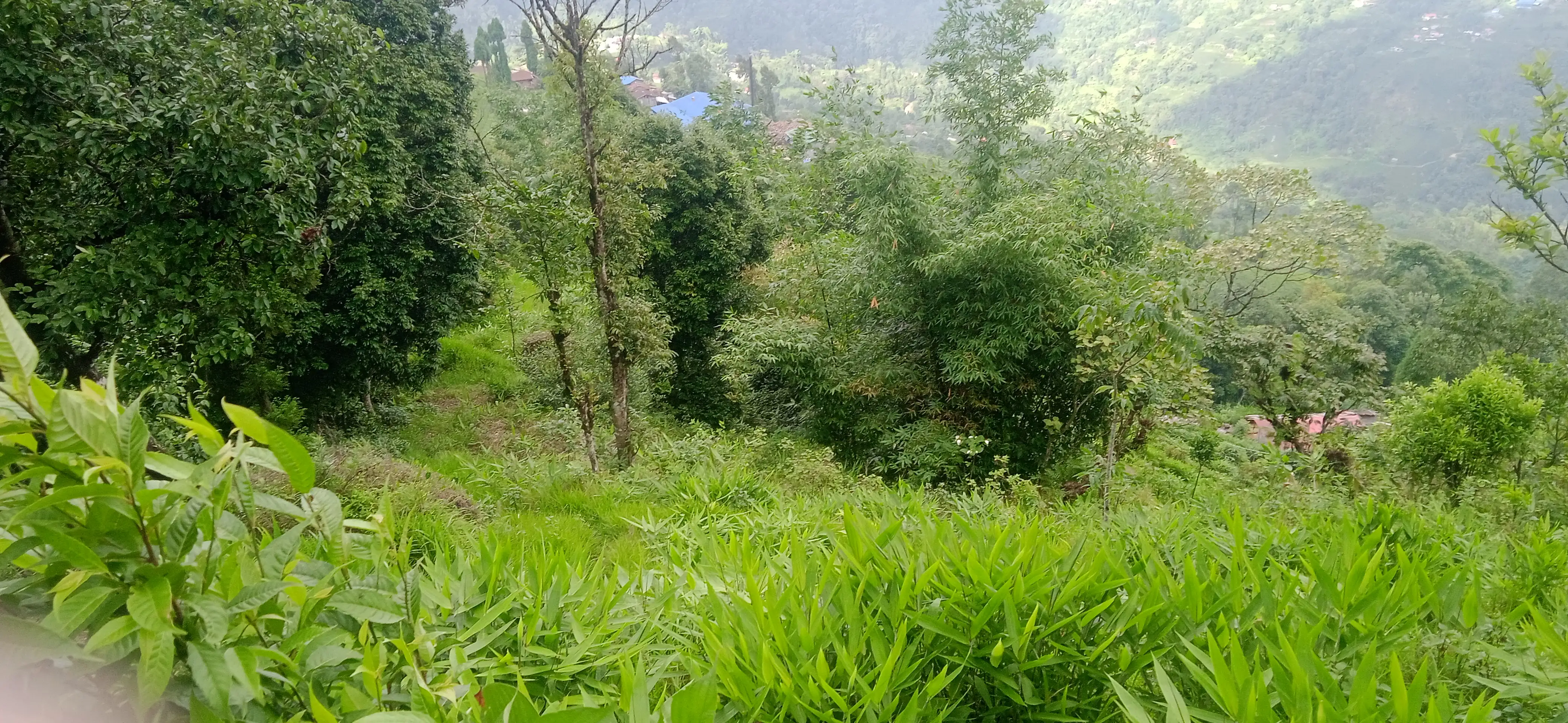 Kanyam,ilam-shree antu road land for sale in cheap rate  Image 7