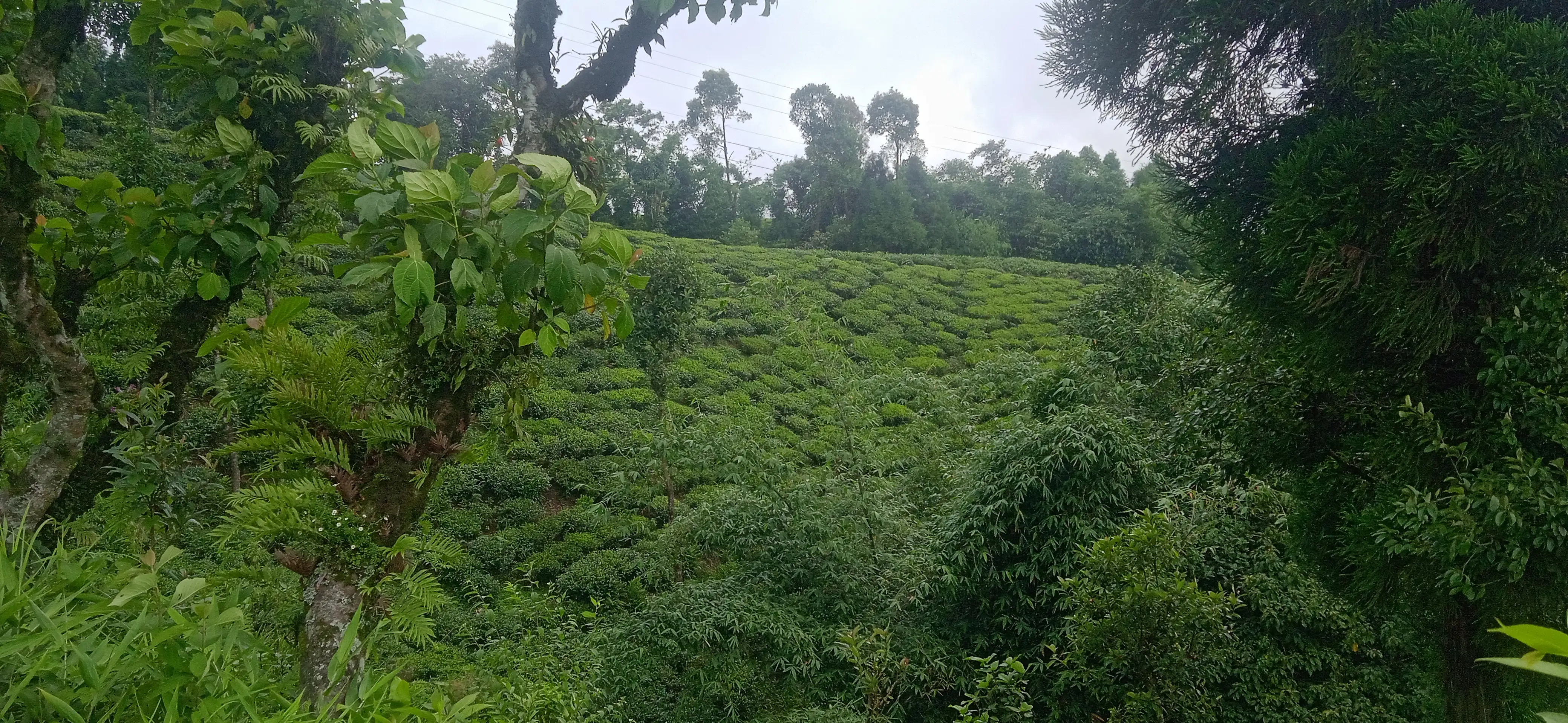 Kanyam,ilam-shree antu road land for sale in cheap rate  Image 6