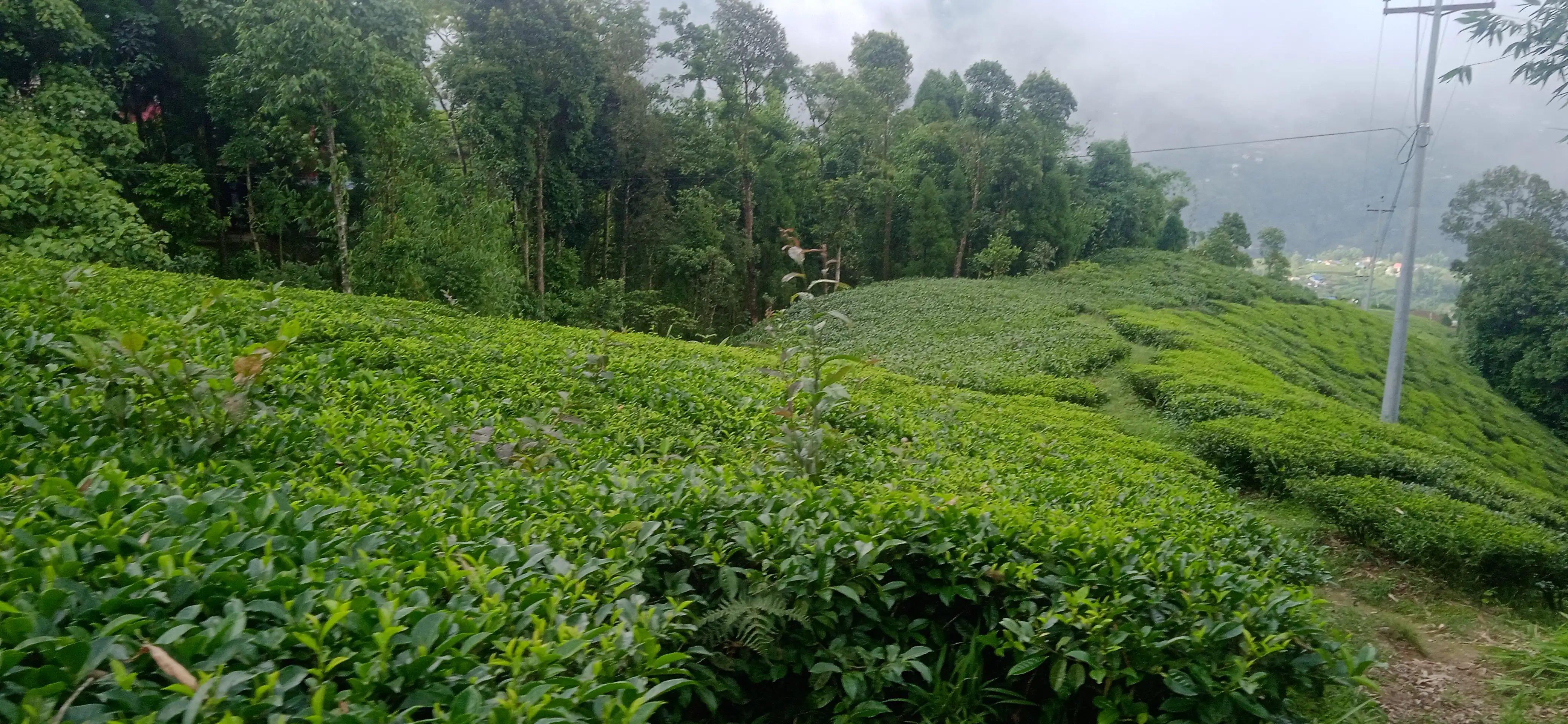 Kanyam,ilam-shree antu road land for sale in cheap rate  Image 5