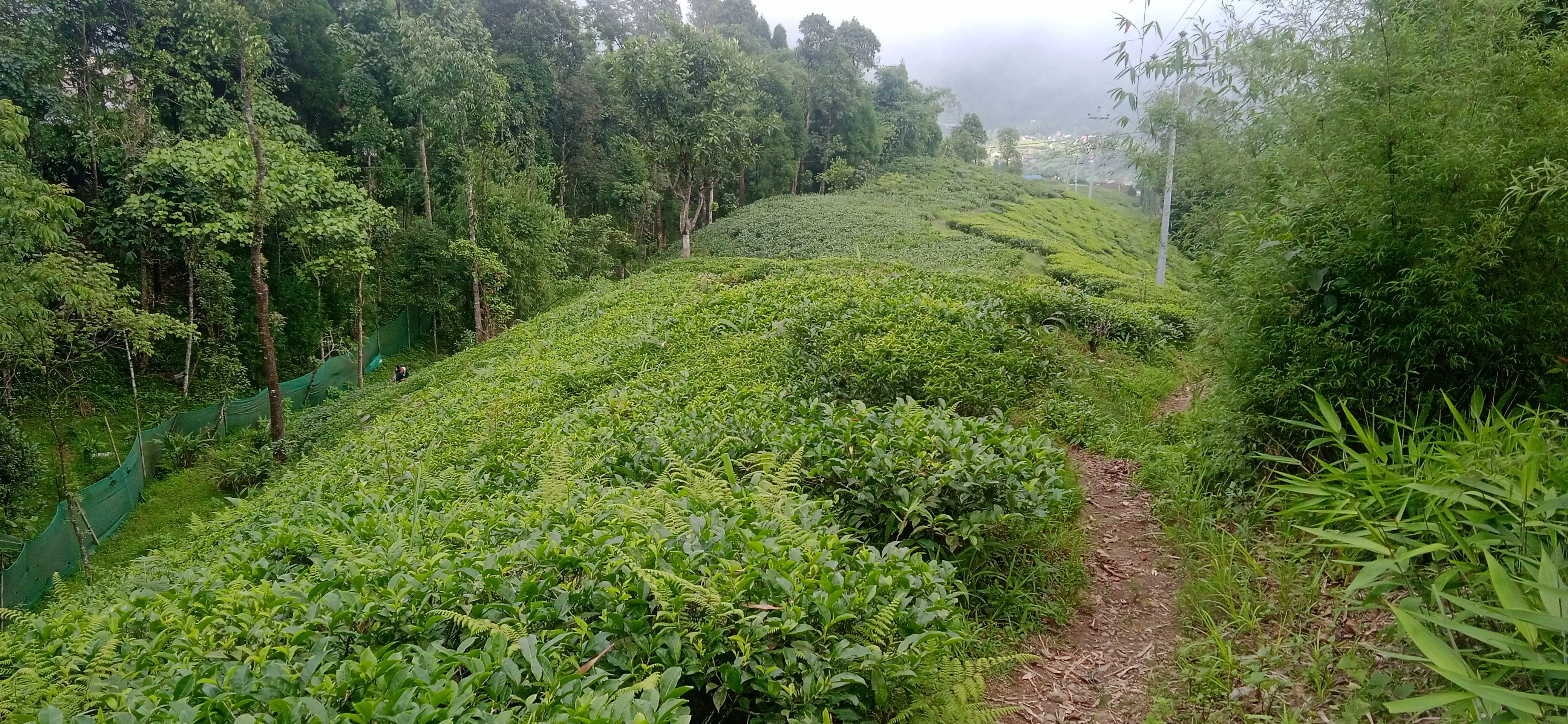 Kanyam,ilam-shree antu road land for sale in cheap rate  Image 4