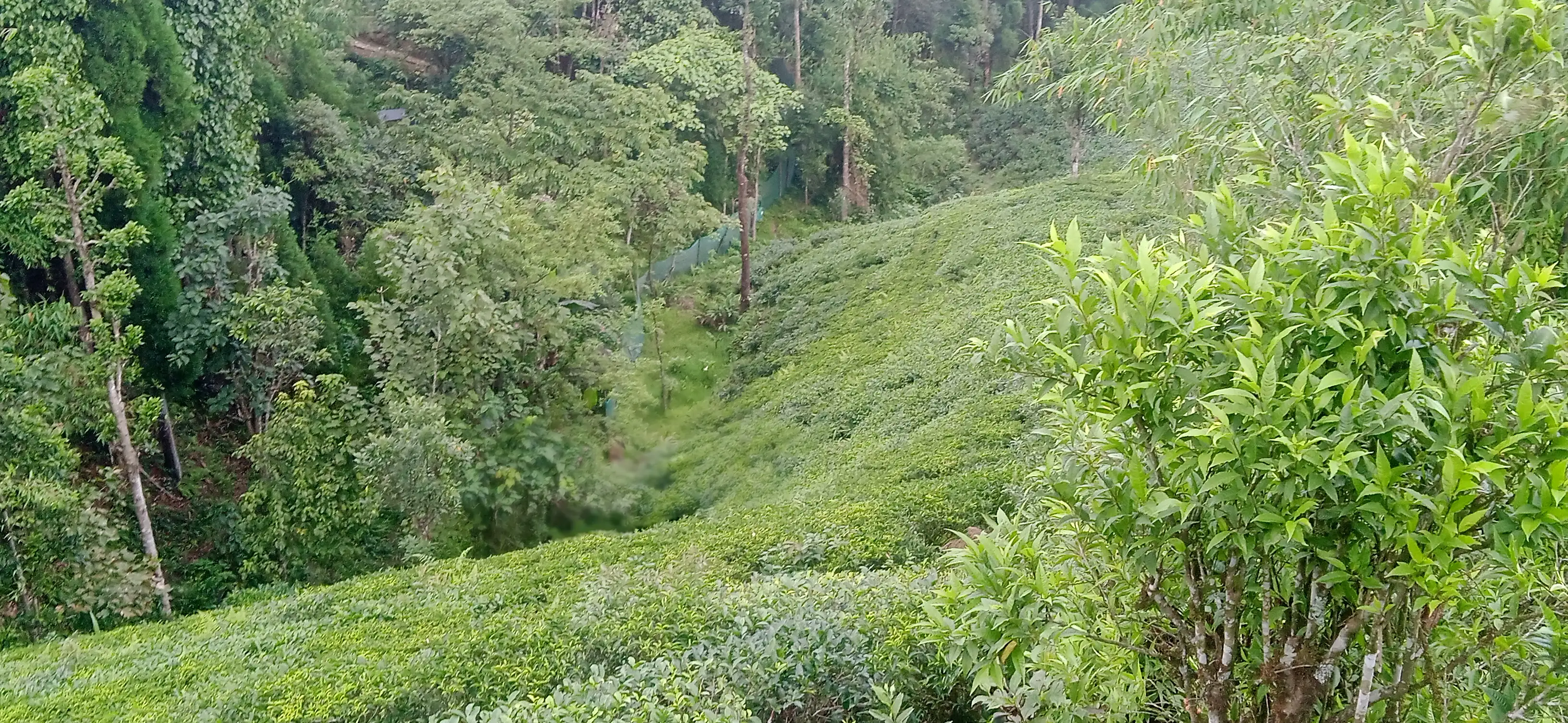 Kanyam,ilam-shree antu road land for sale in cheap rate  Image 3