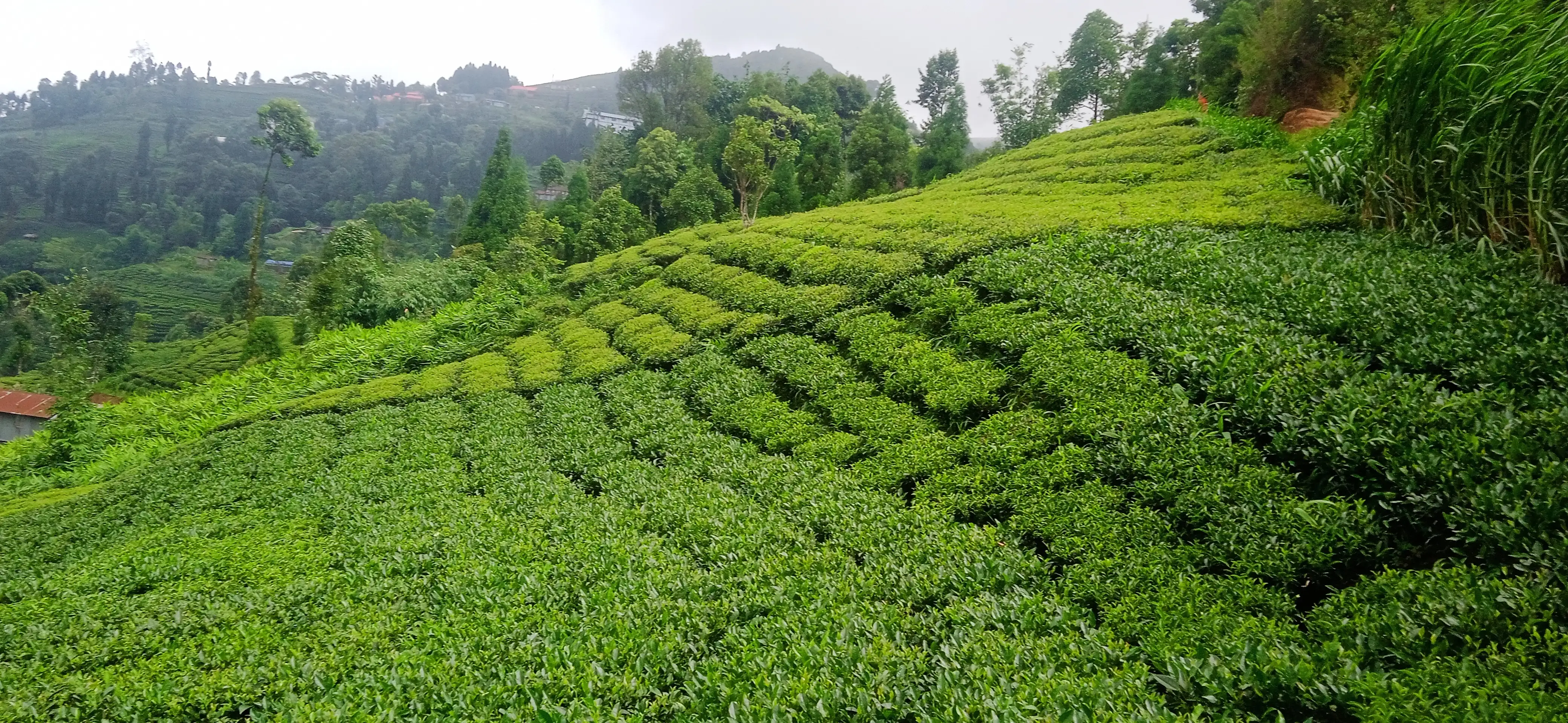 Kanyam,ilam-shree antu road land for sale in cheap rate  Thumbnail