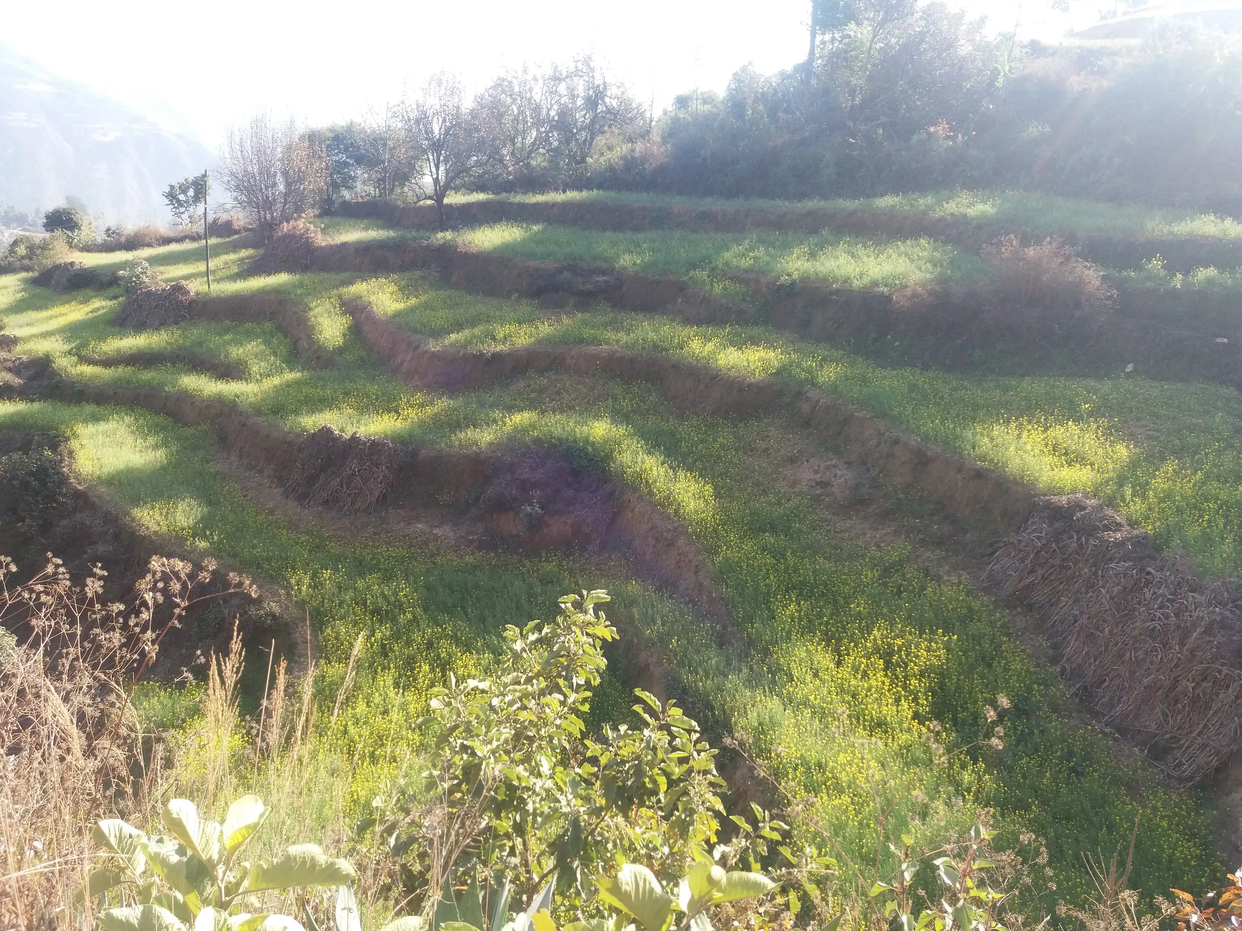Land for sale in kathmandu : Land for Sale in Dakshinkali, Kathmandu Image 5