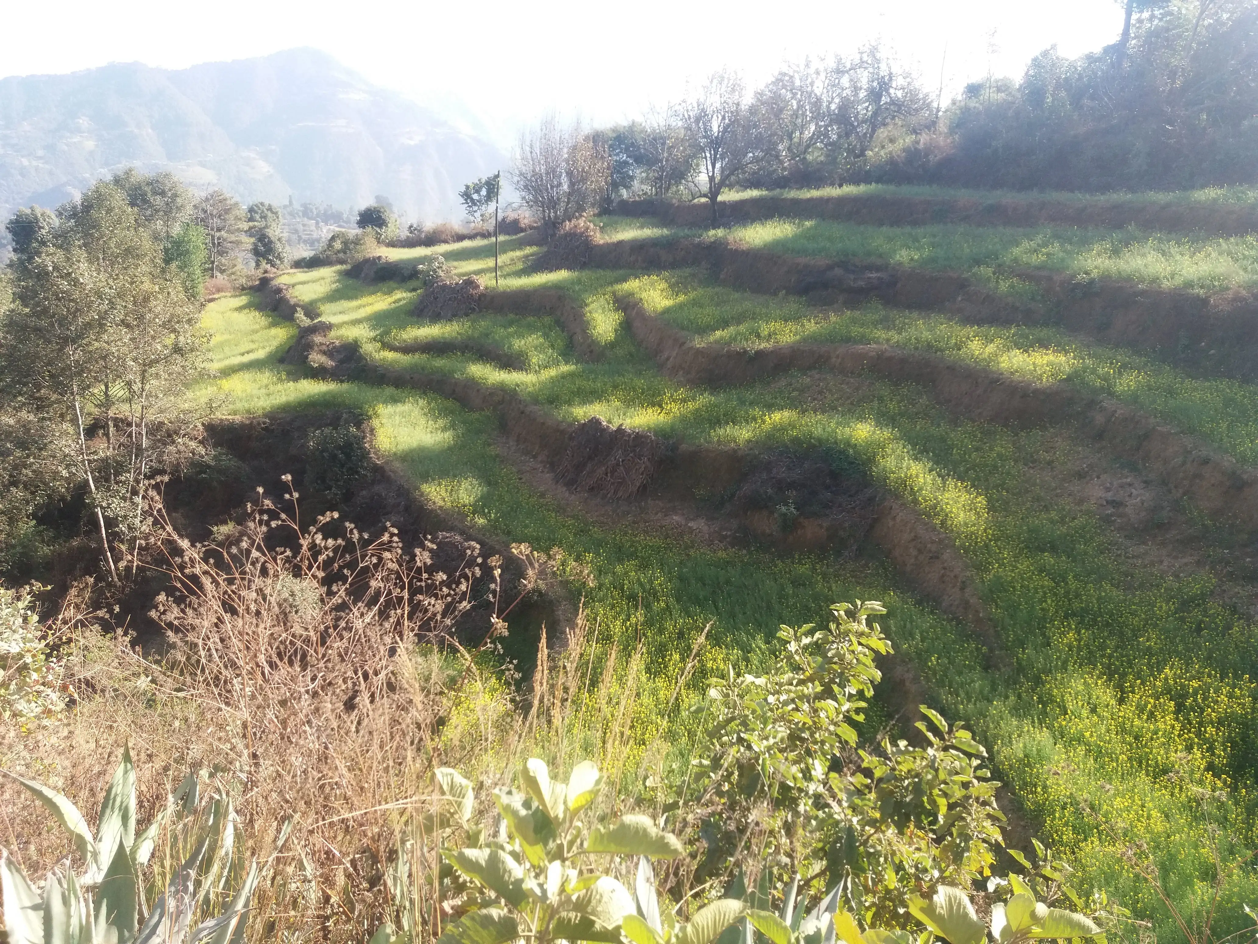Land for sale in kathmandu : Land for Sale in Dakshinkali, Kathmandu Thumbnail
