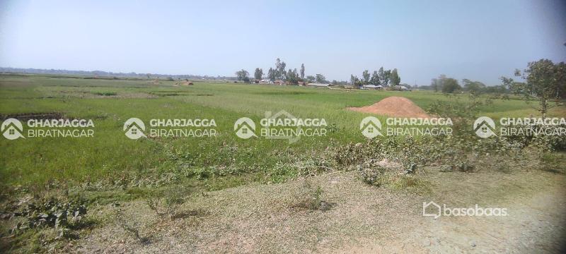 8 Kattha 3 Dhur  Agricultural Land at Tetariya Morang : Land for Sale in Biratnagar, Morang Image 3