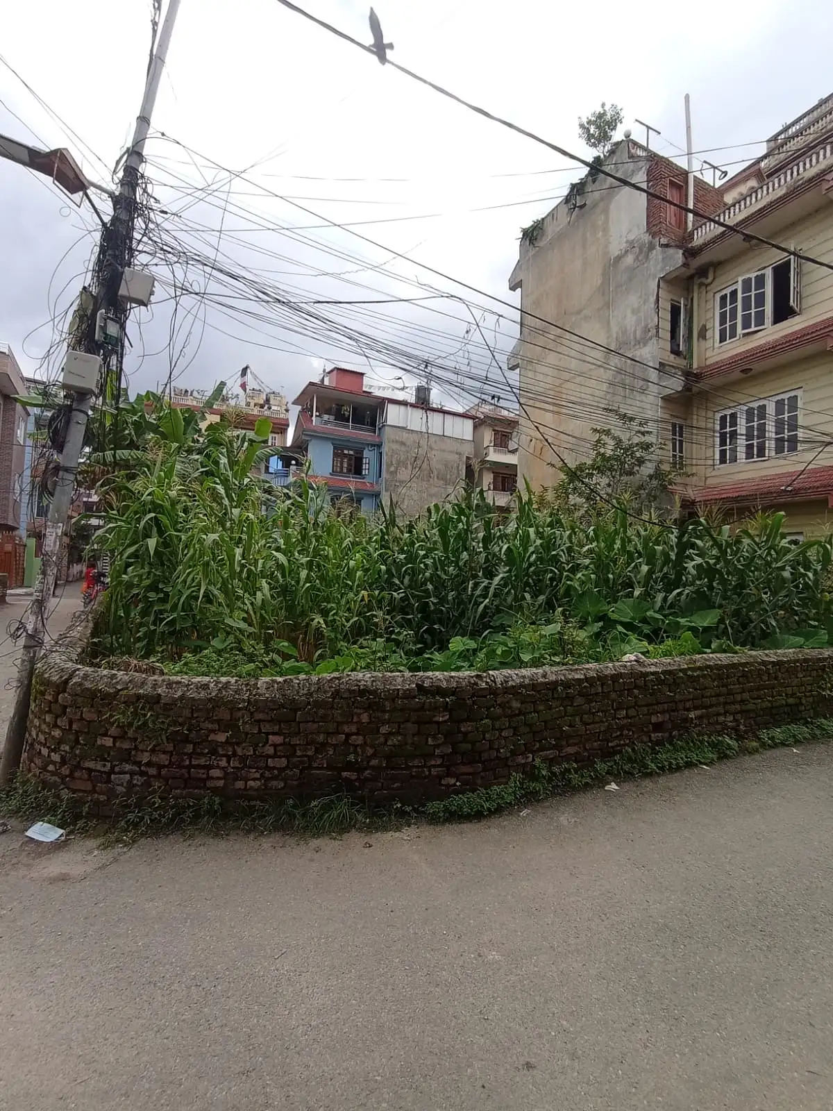 Land On Sale At Samakhusi Image 8