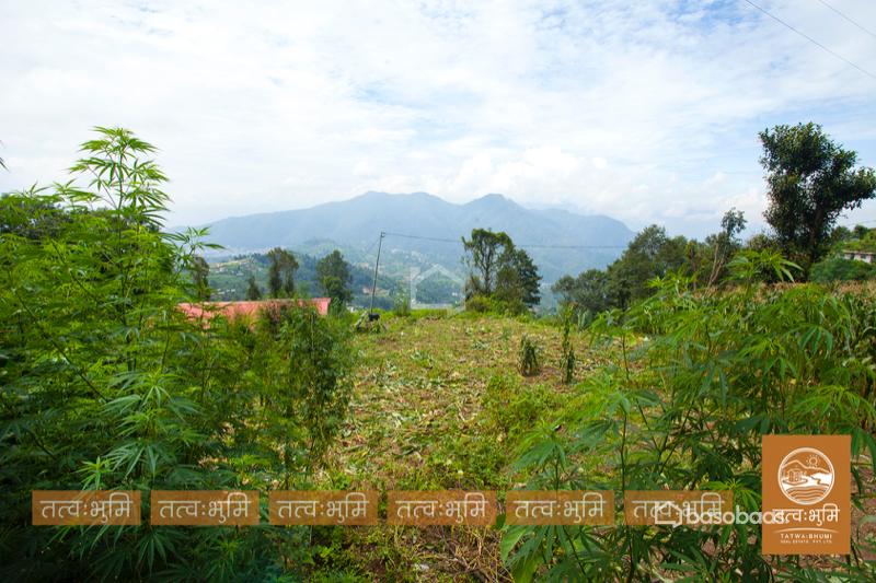 1 Ropani Land On Sale at Okharpauwa, Nuwakot : Land for Sale in Bansbari, Kathmandu Image 8