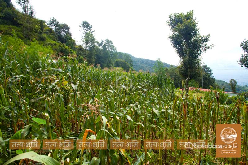 1 Ropani Land On Sale at Okharpauwa, Nuwakot : Land for Sale in Bansbari, Kathmandu Image 6
