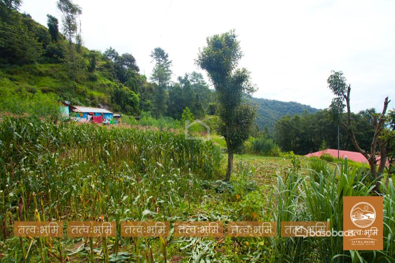 1 Ropani Land On Sale at Okharpauwa, Nuwakot : Land for Sale in Bansbari, Kathmandu Image 7