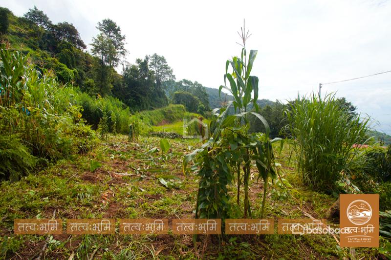 1 Ropani Land On Sale at Okharpauwa, Nuwakot : Land for Sale in Bansbari, Kathmandu Image 10
