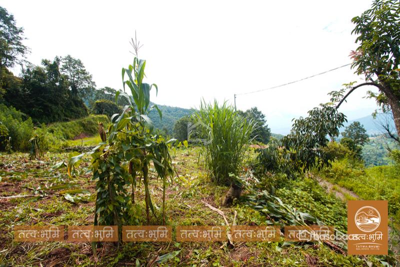 1 Ropani Land On Sale at Okharpauwa, Nuwakot : Land for Sale in Bansbari, Kathmandu Image 4
