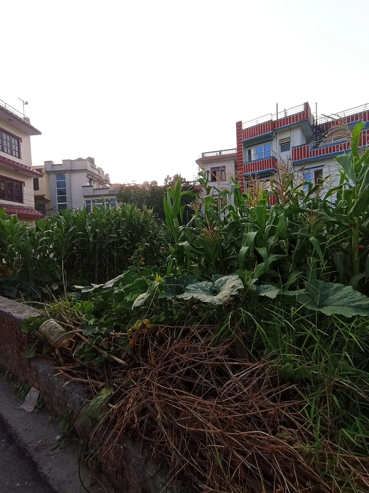 8 aana land on sale at chapali budhanilkantha  Image 1