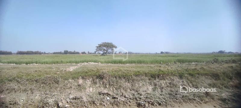 10 Kattha Land for Sale at Thalaha Morang : Land for Sale in Katahari, Morang Image 1