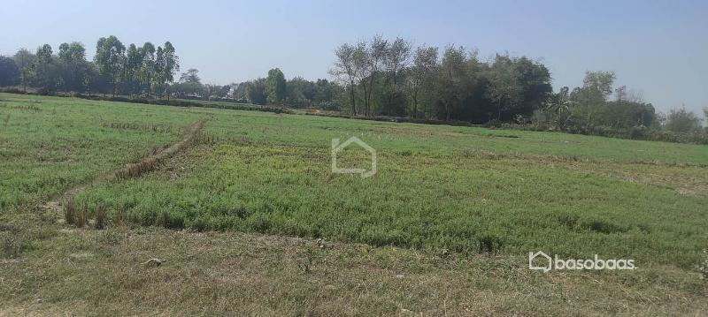 10 Kattha Land for Sale at Thalaha Morang : Land for Sale in Katahari, Morang Image 4