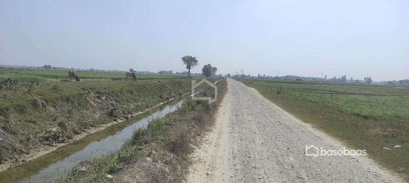 10 Kattha Land for Sale at Thalaha Morang : Land for Sale in Katahari, Morang Image 5