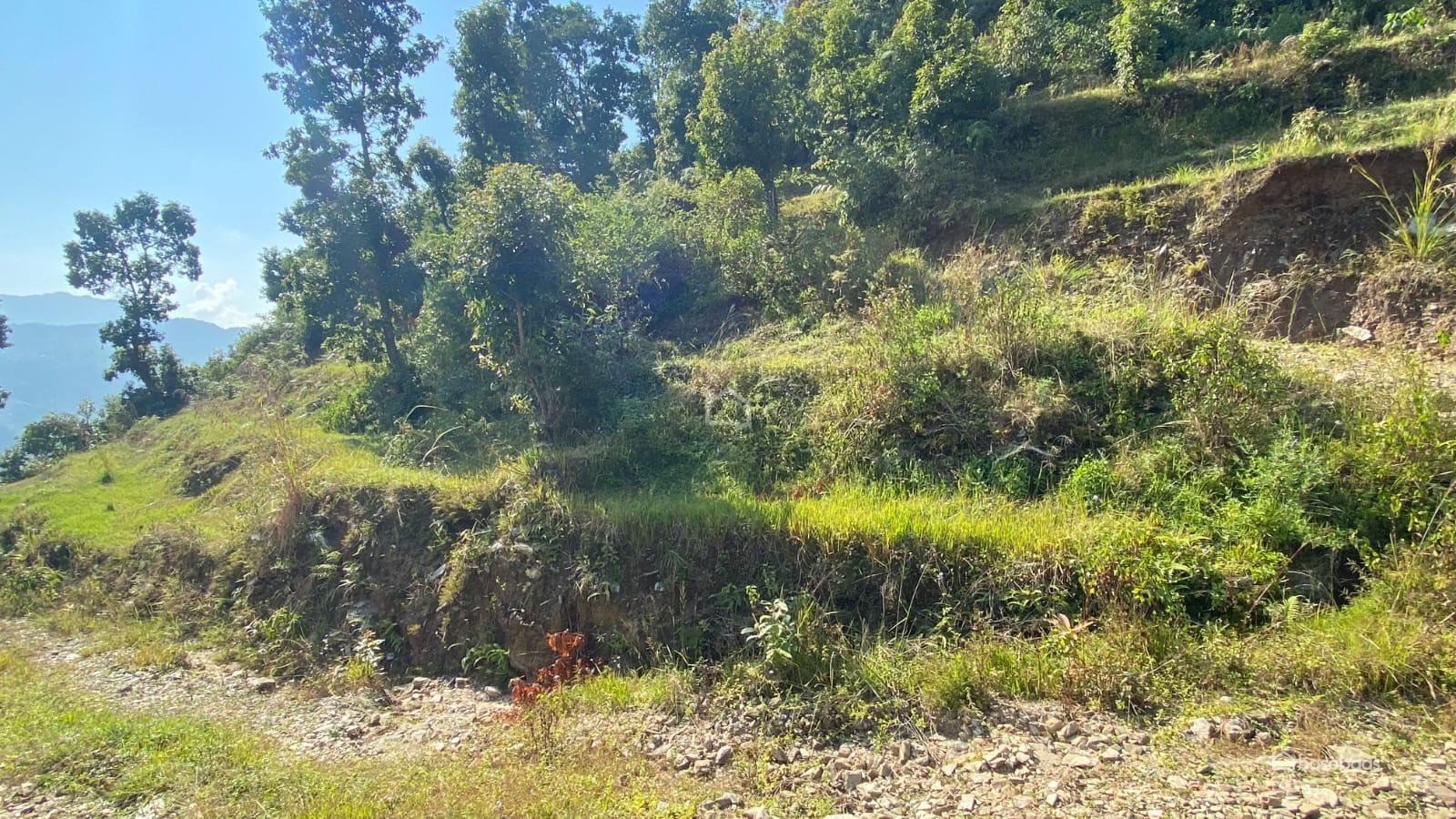 COMMERCIAL PLUS AGRICULTURE : Land for Sale in Dhampus, Kaski Image 4