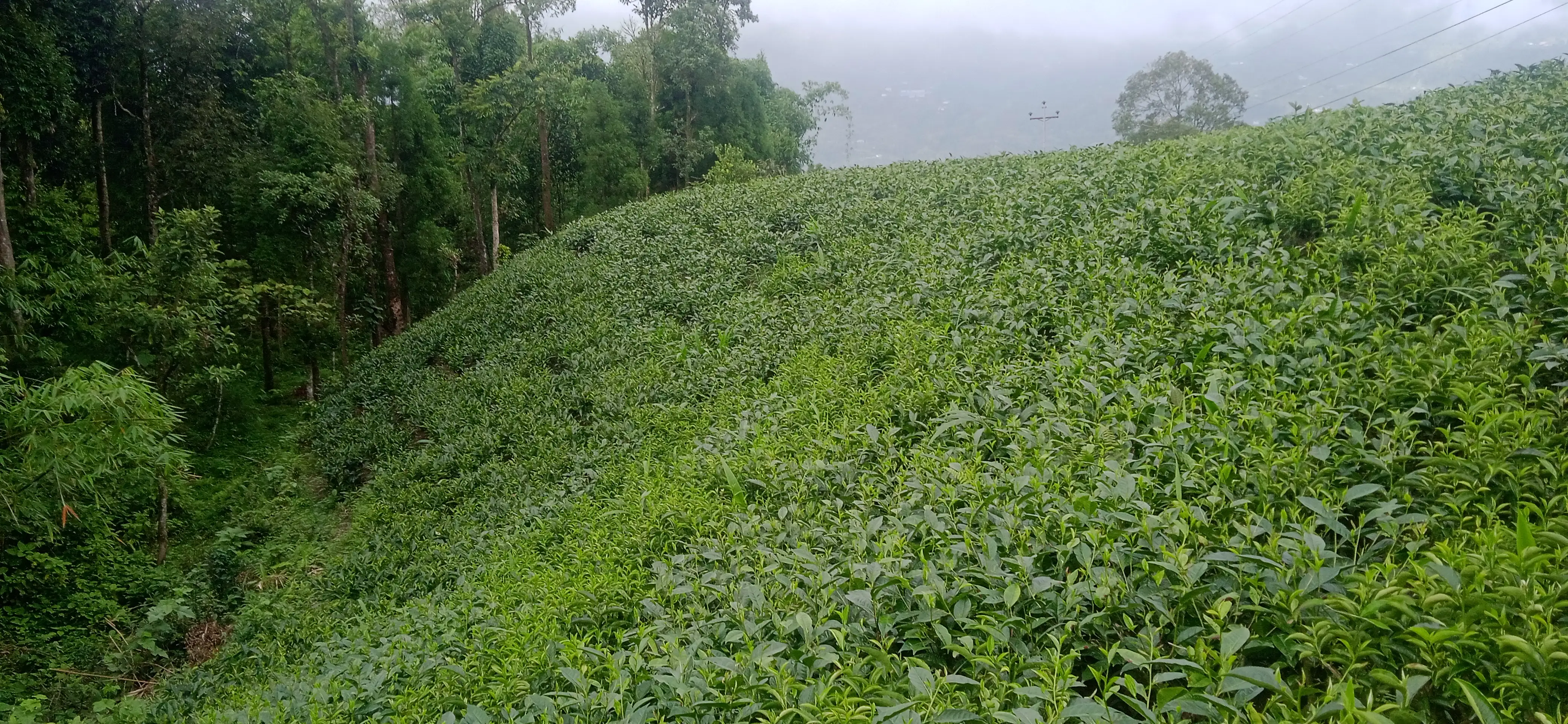 Kanyam,ilam-shree antu road land for sale in cheap rate  Image 10