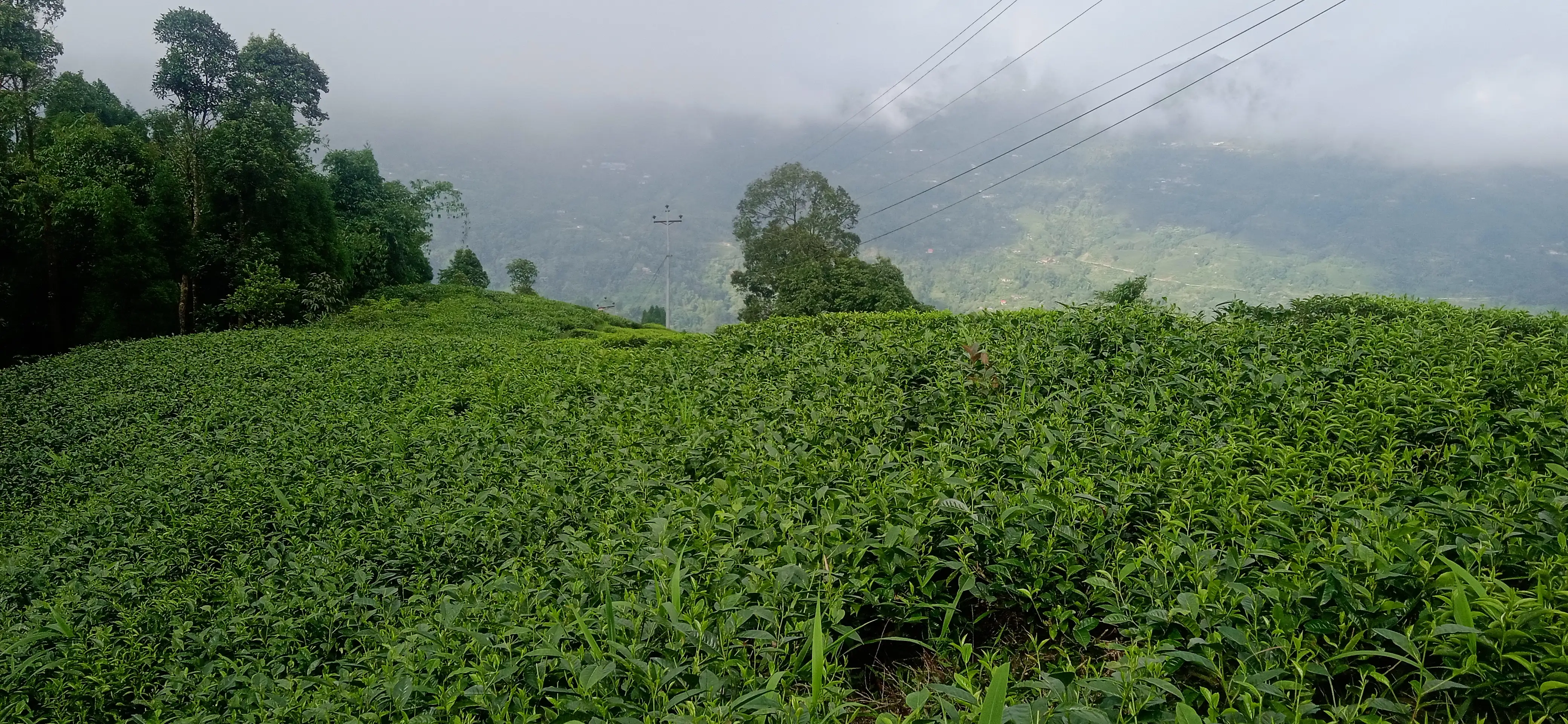 Kanyam,ilam-shree antu road land for sale in cheap rate  Image 9