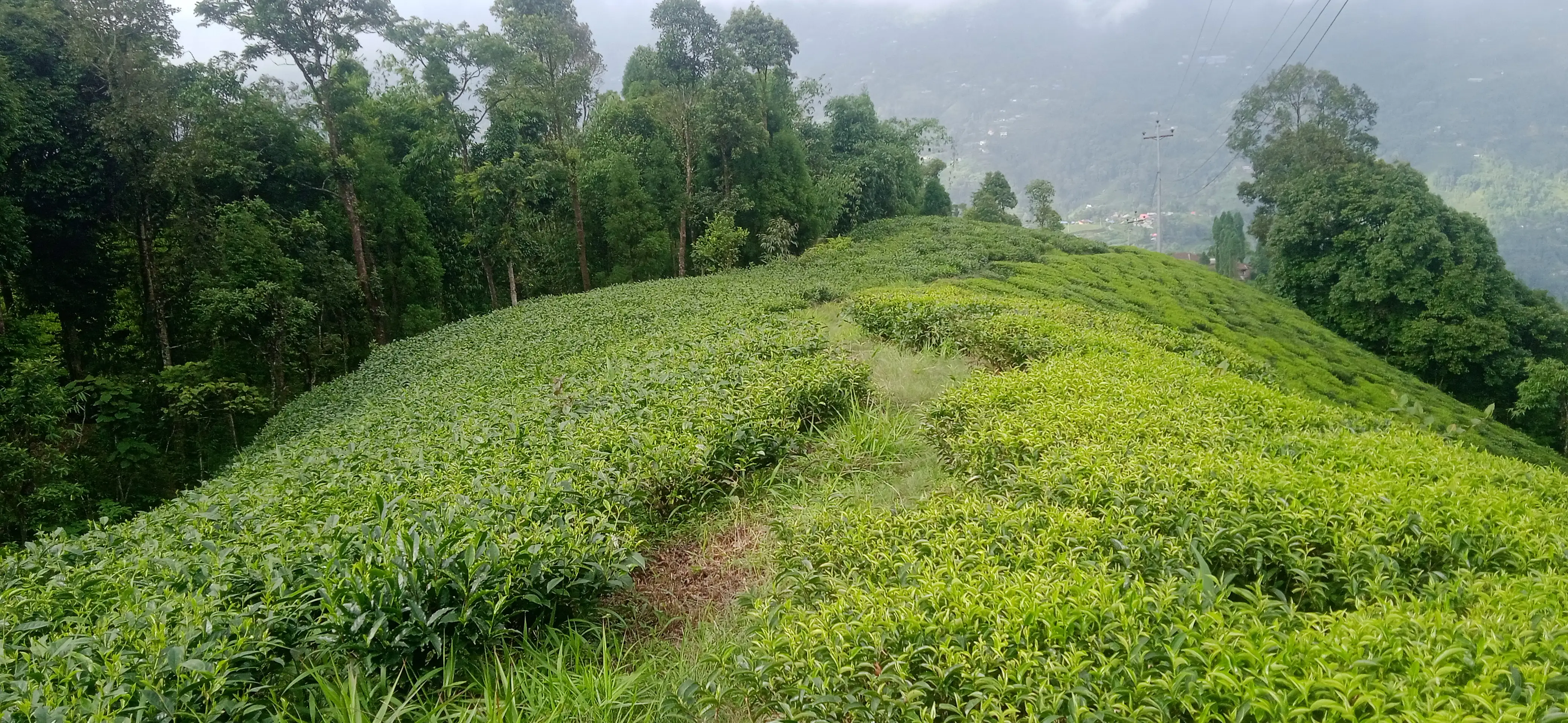 Kanyam,ilam-shree antu road land for sale in cheap rate  Image 7