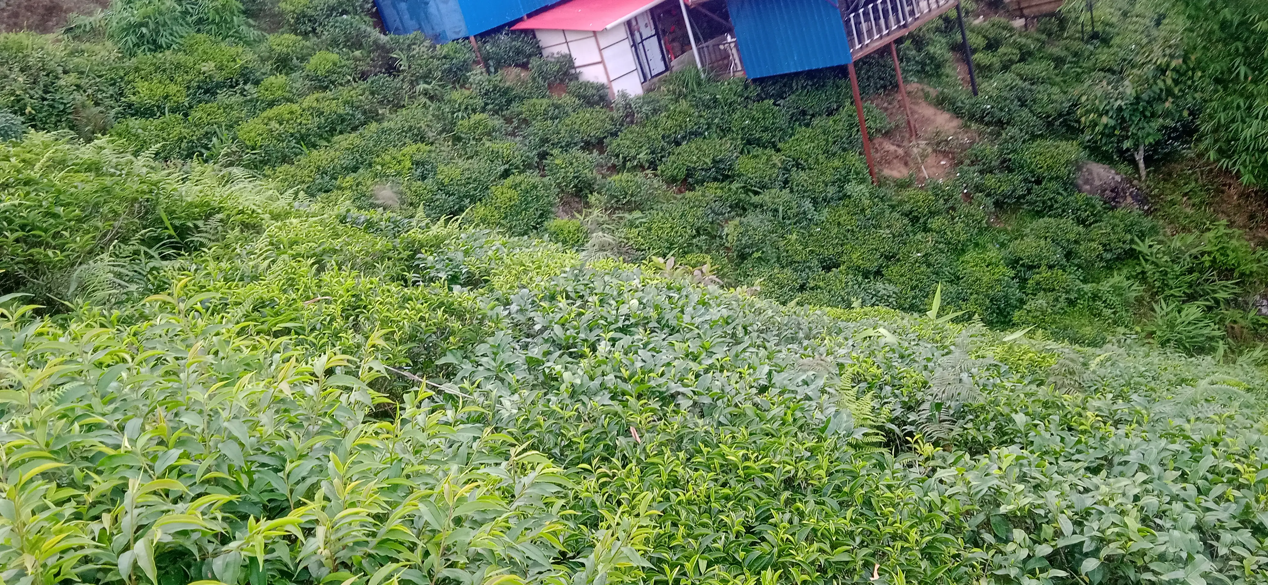Kanyam,ilam-shree antu road land for sale in cheap rate  Image 2