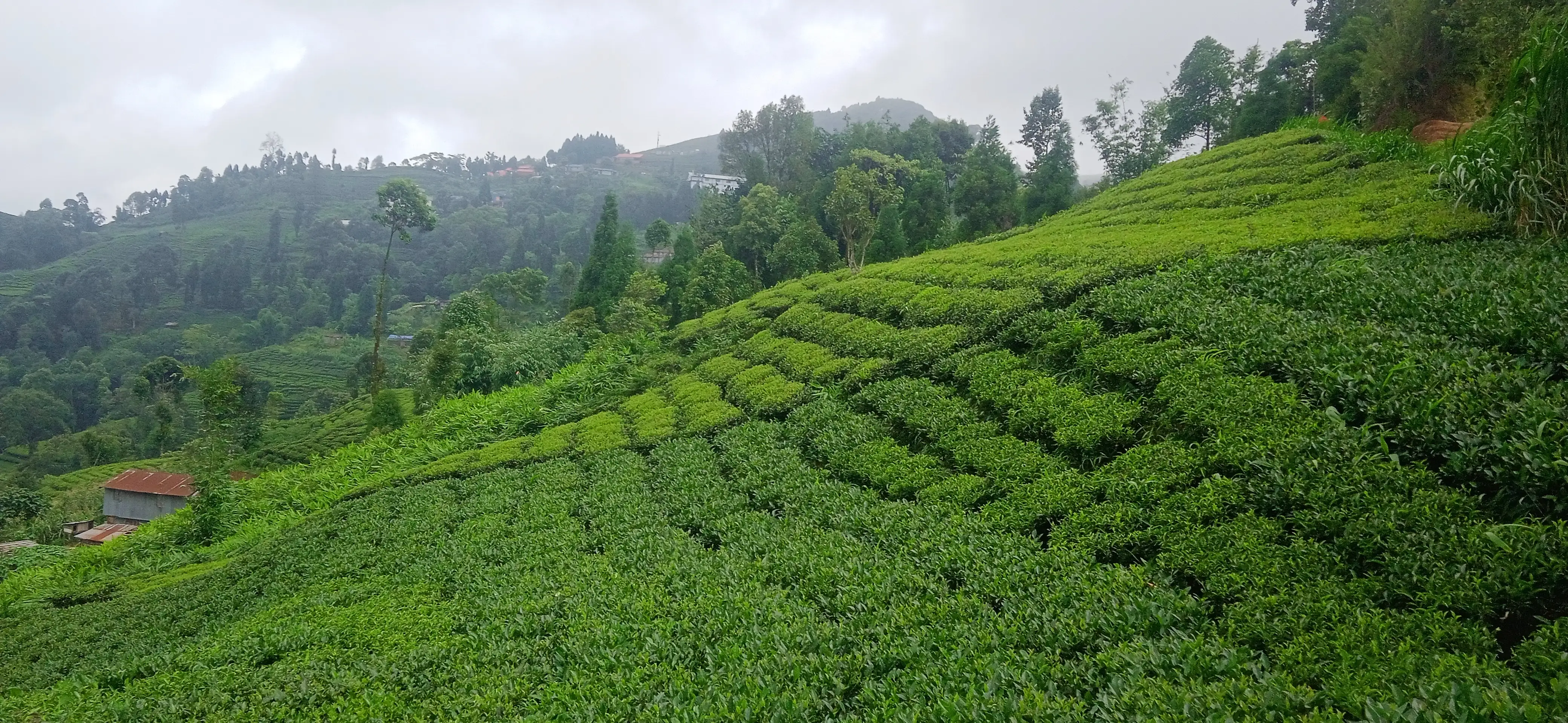 Kanyam,ilam-shree antu road land for sale in cheap rate  Image 1
