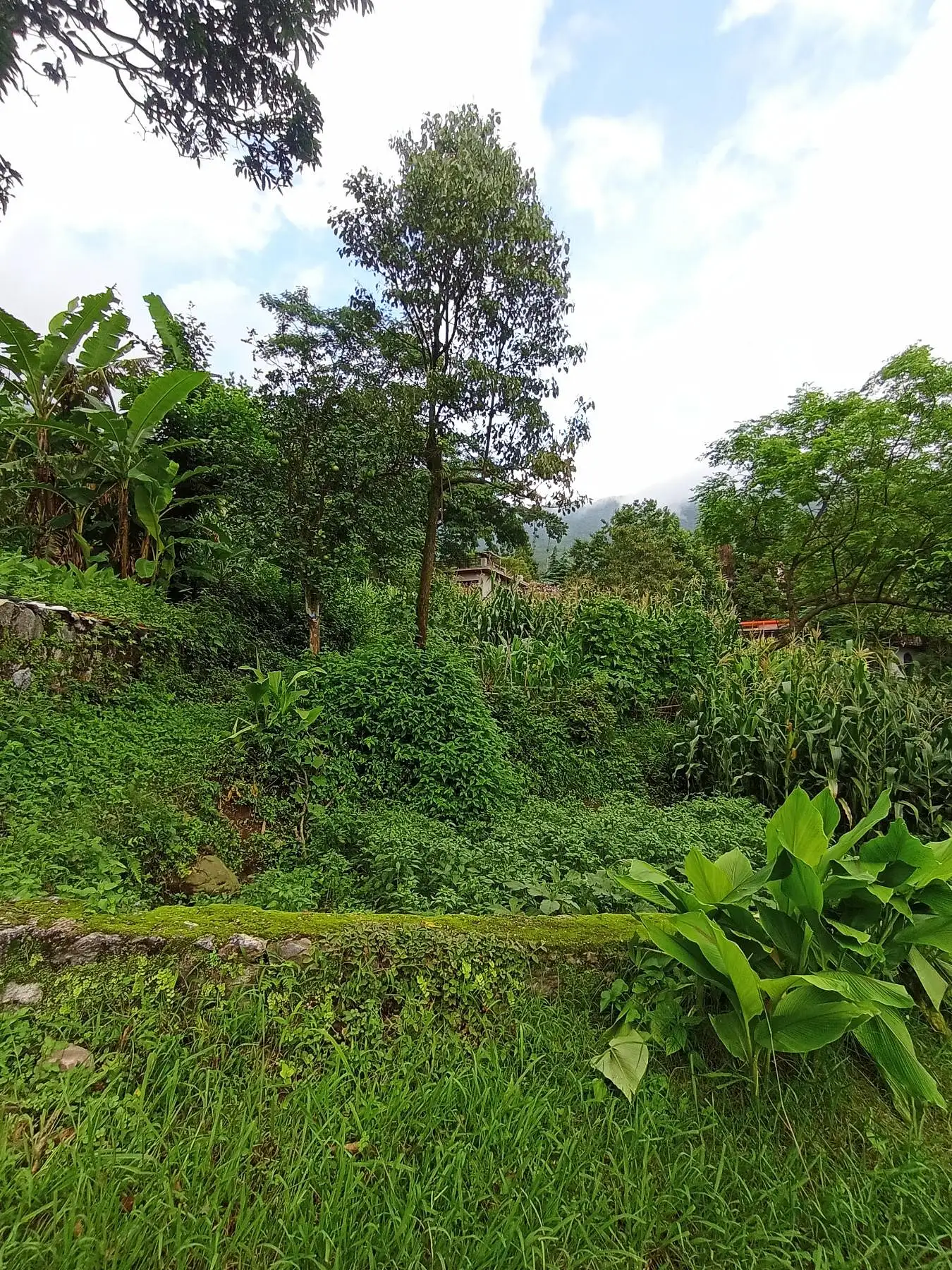 2.5 ropani land on sale at budhanilkantha Image 5
